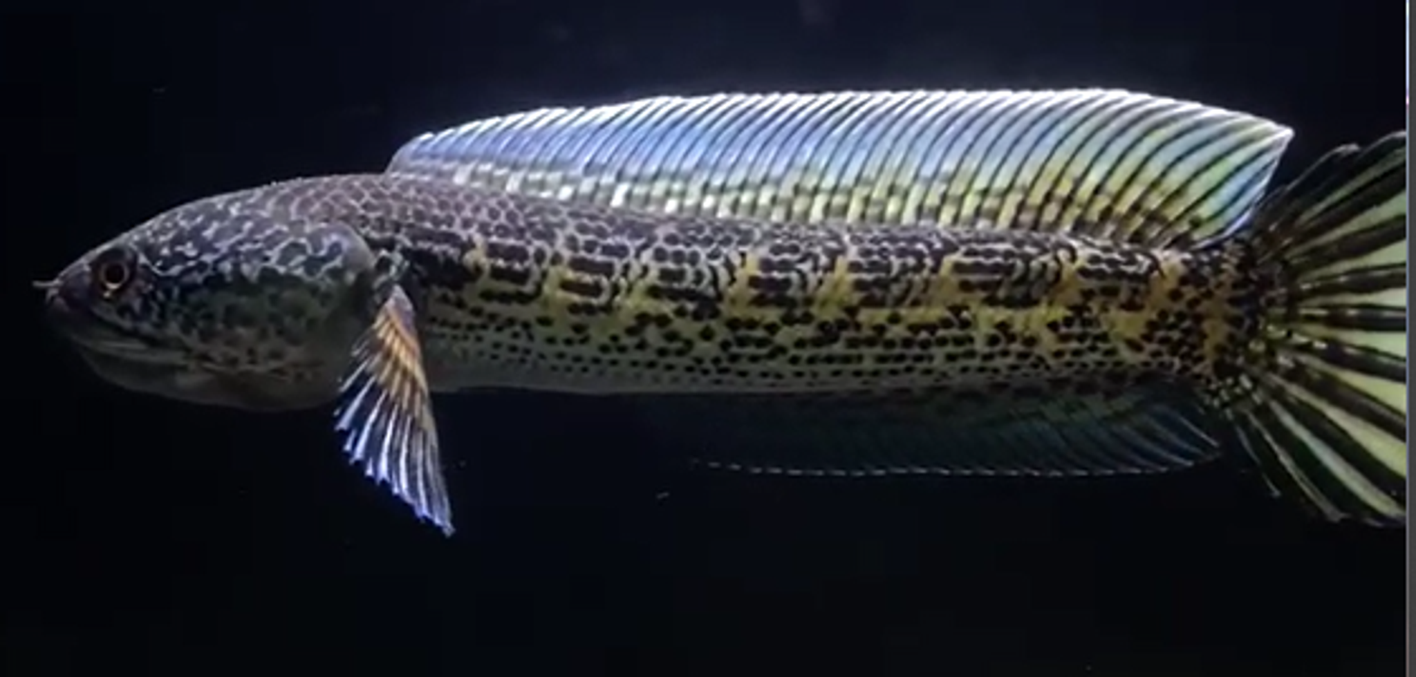 Channa Golden Cobra aka Channa Aurantimaculata