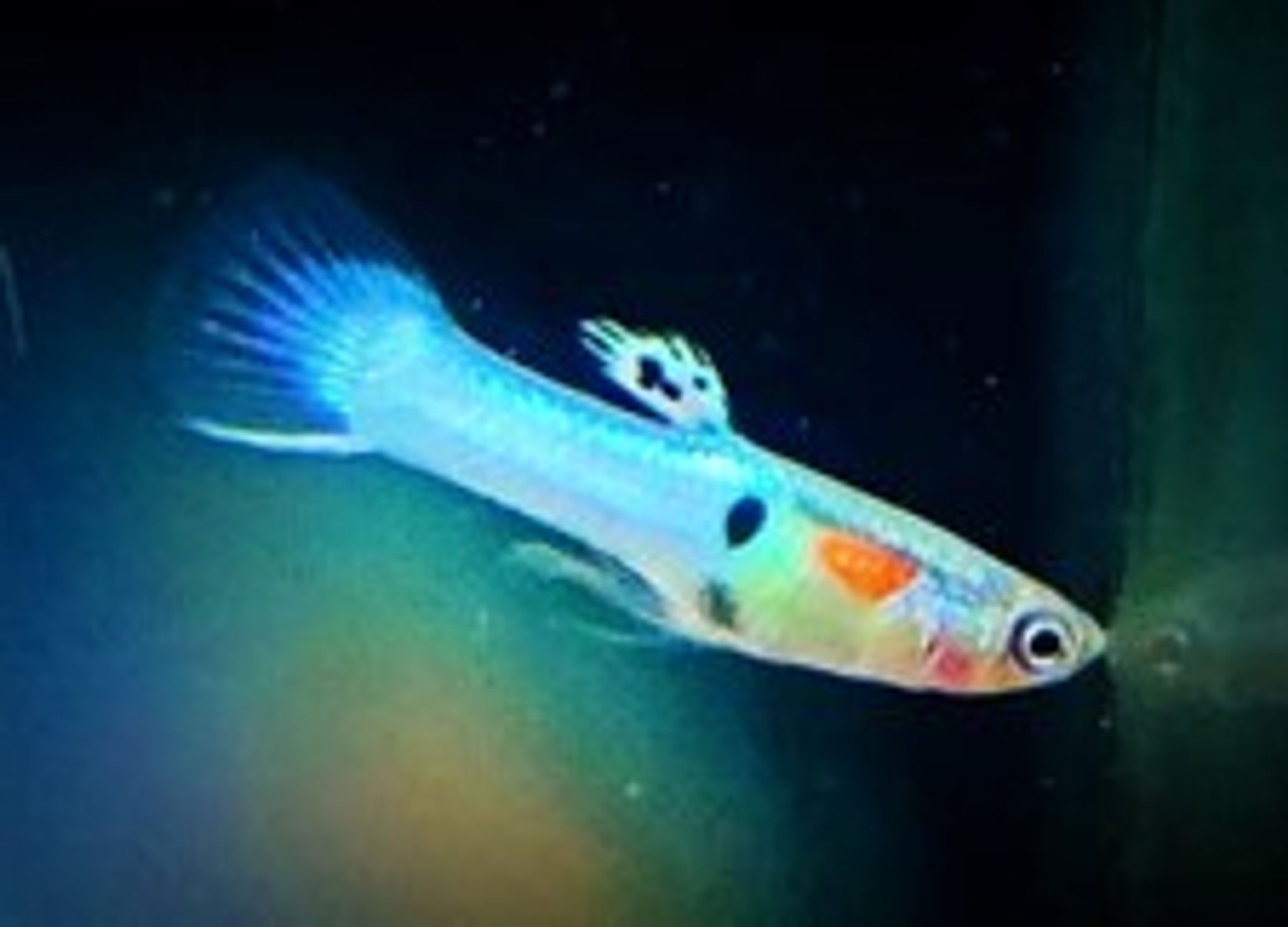 Poecilia Wingei 'Royal Blue’