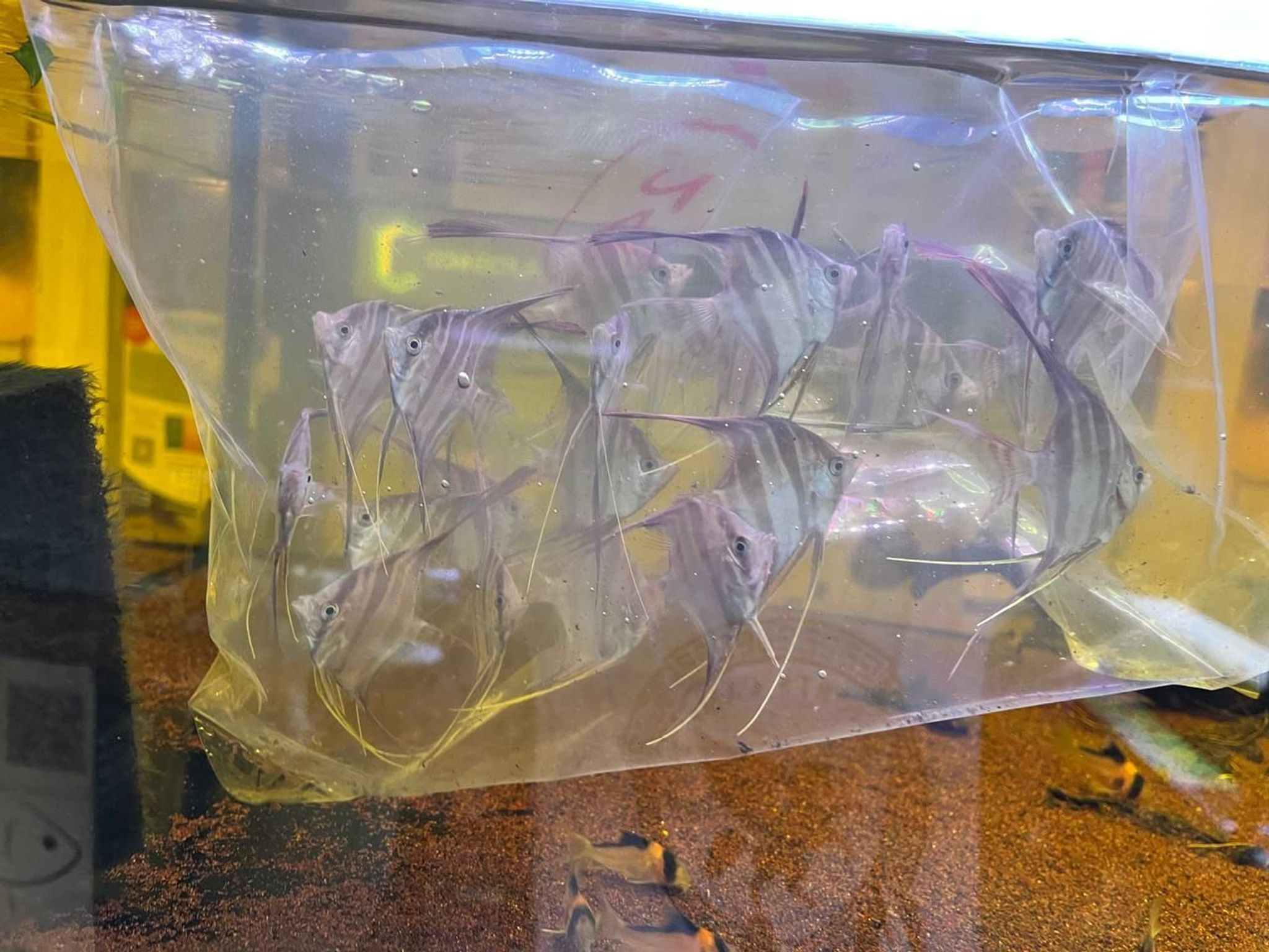 Pterophyllum Altum