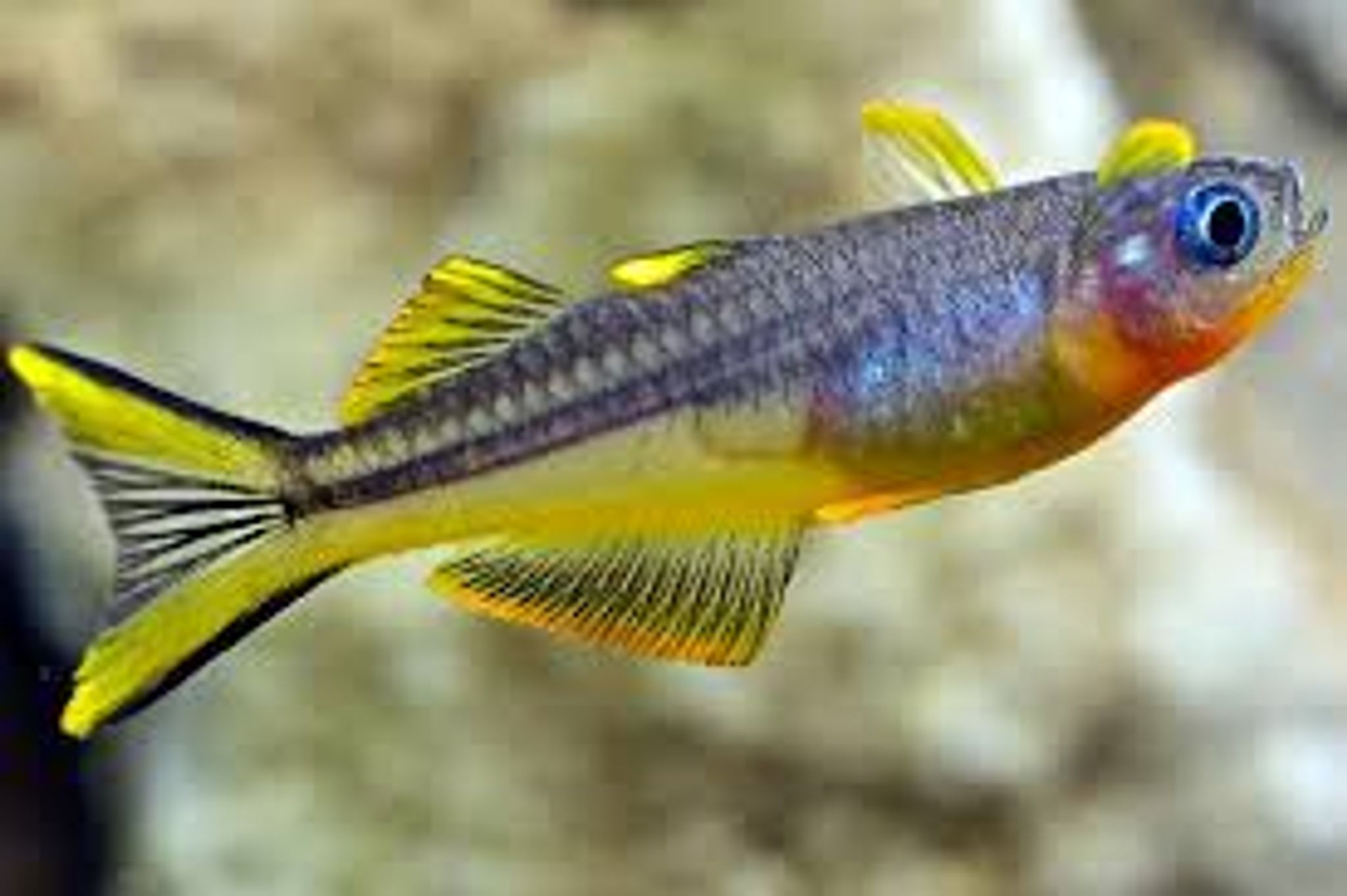 Forktail Rainbowfish (Pseudomugil Furcatus)