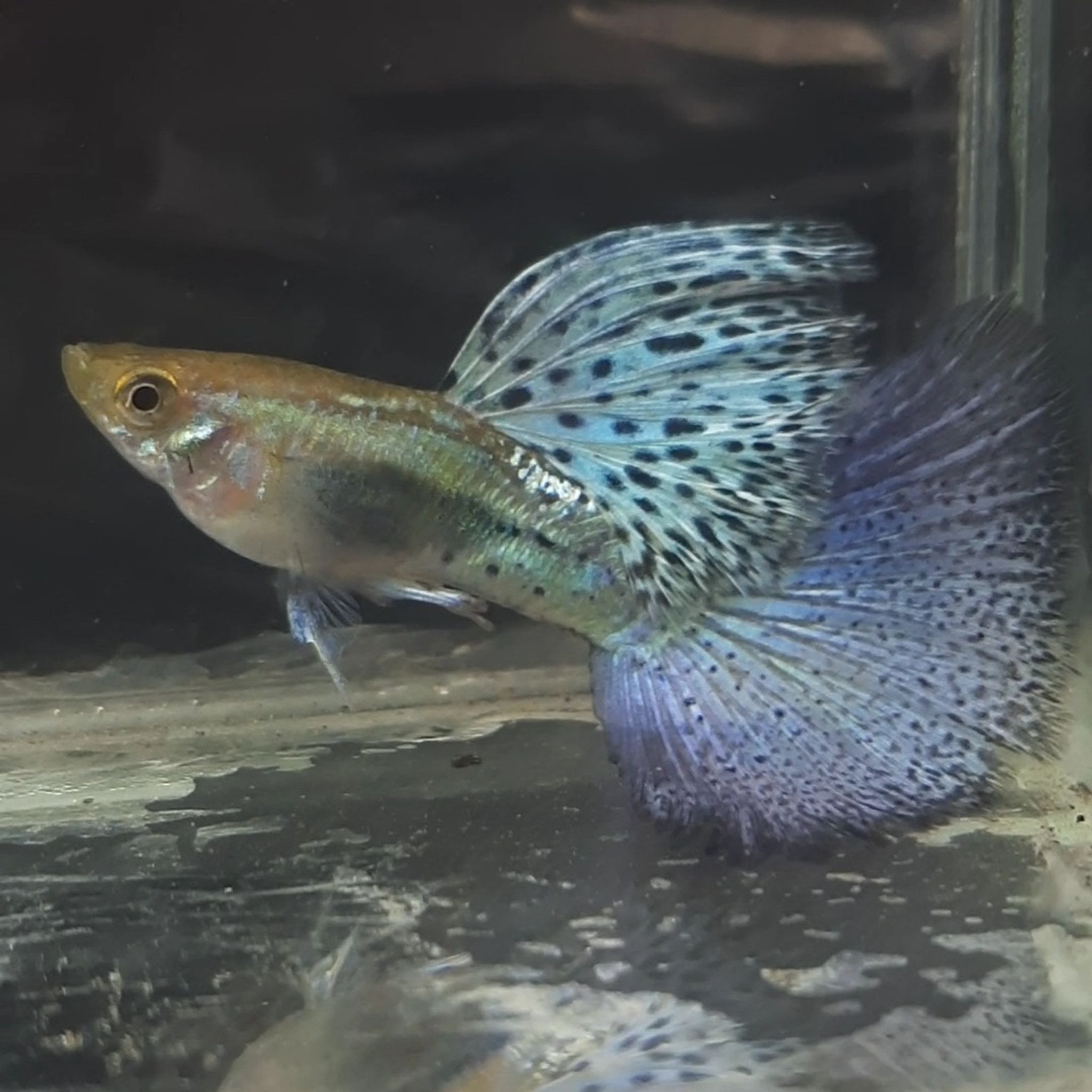 Guppy Blue Grass
