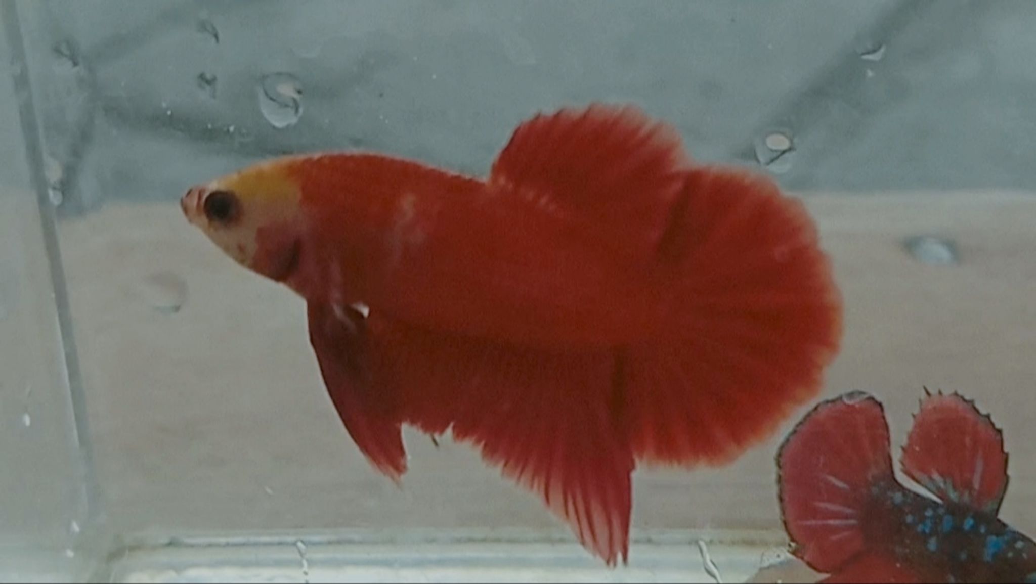 Betta Monkey Face
