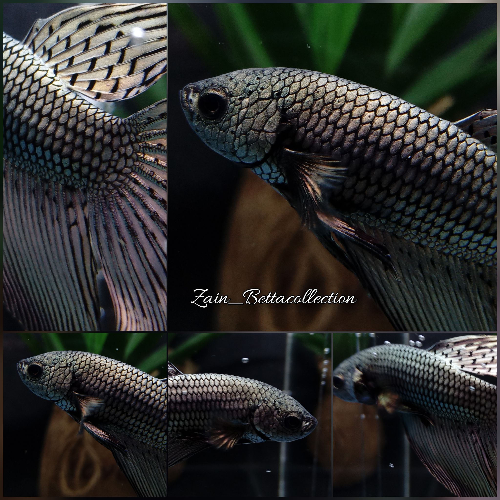 Alien Copper Wild Betta Delta Tail Long Fins
