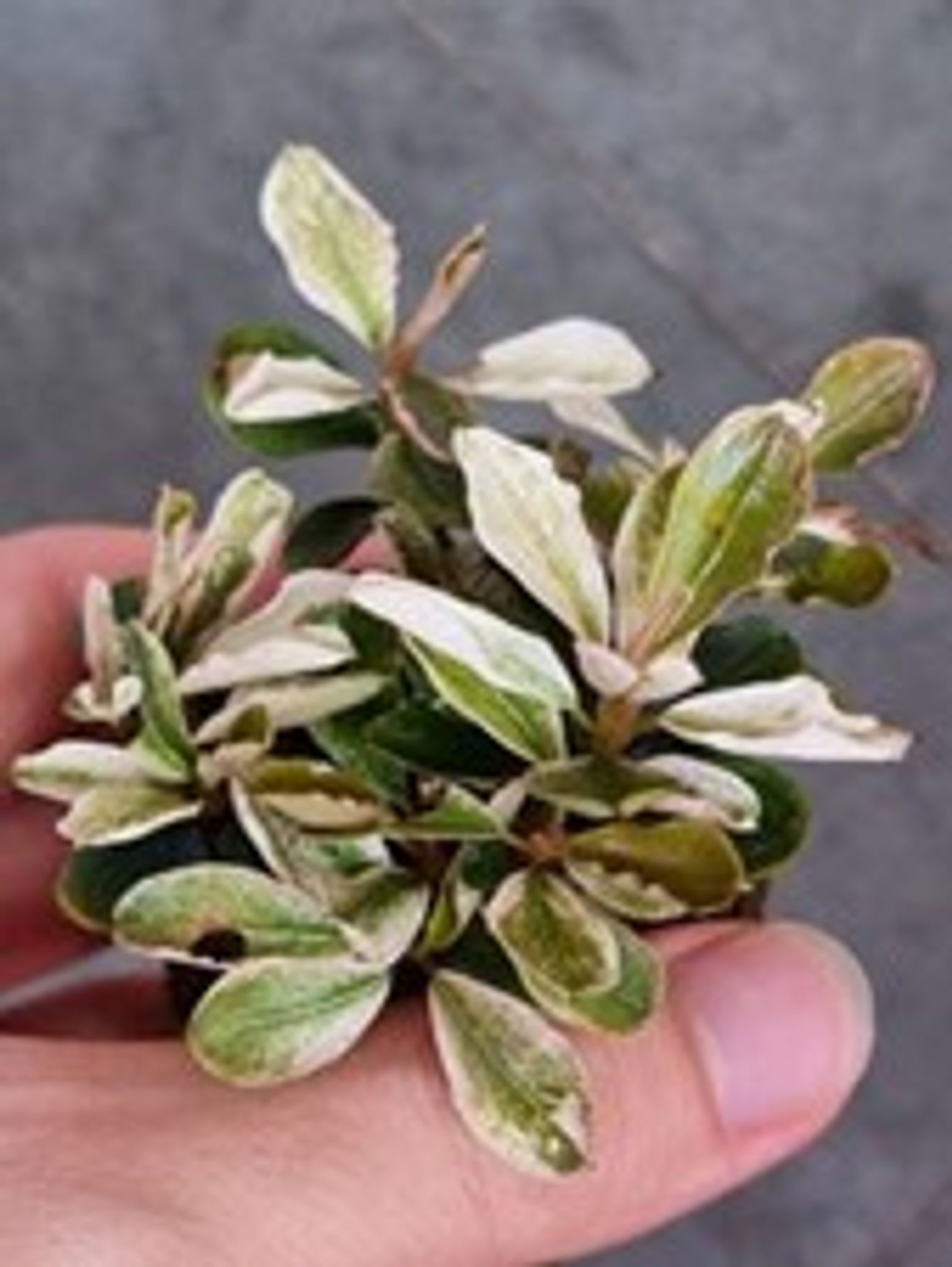 Buy Bucephalandra sp. 'Pink Malawi' Online | Iven Betta Bukit