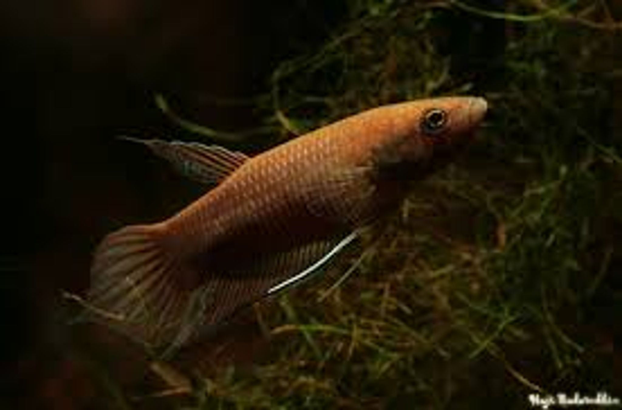 Betta Akarensis