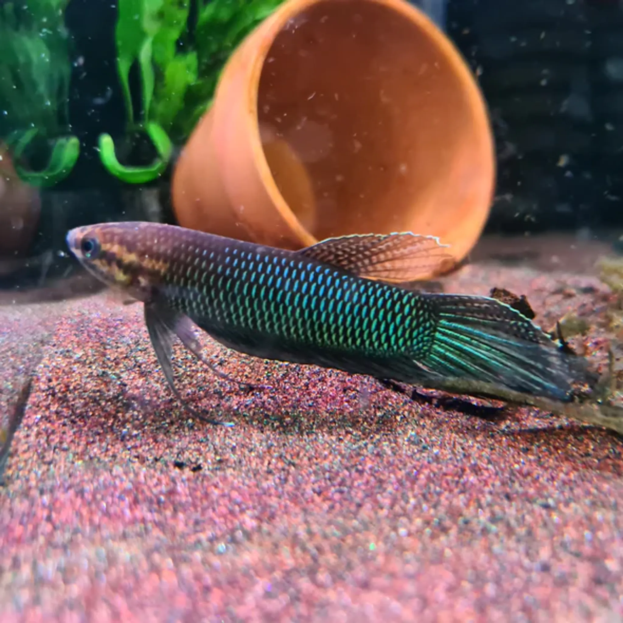 Betta Bellica