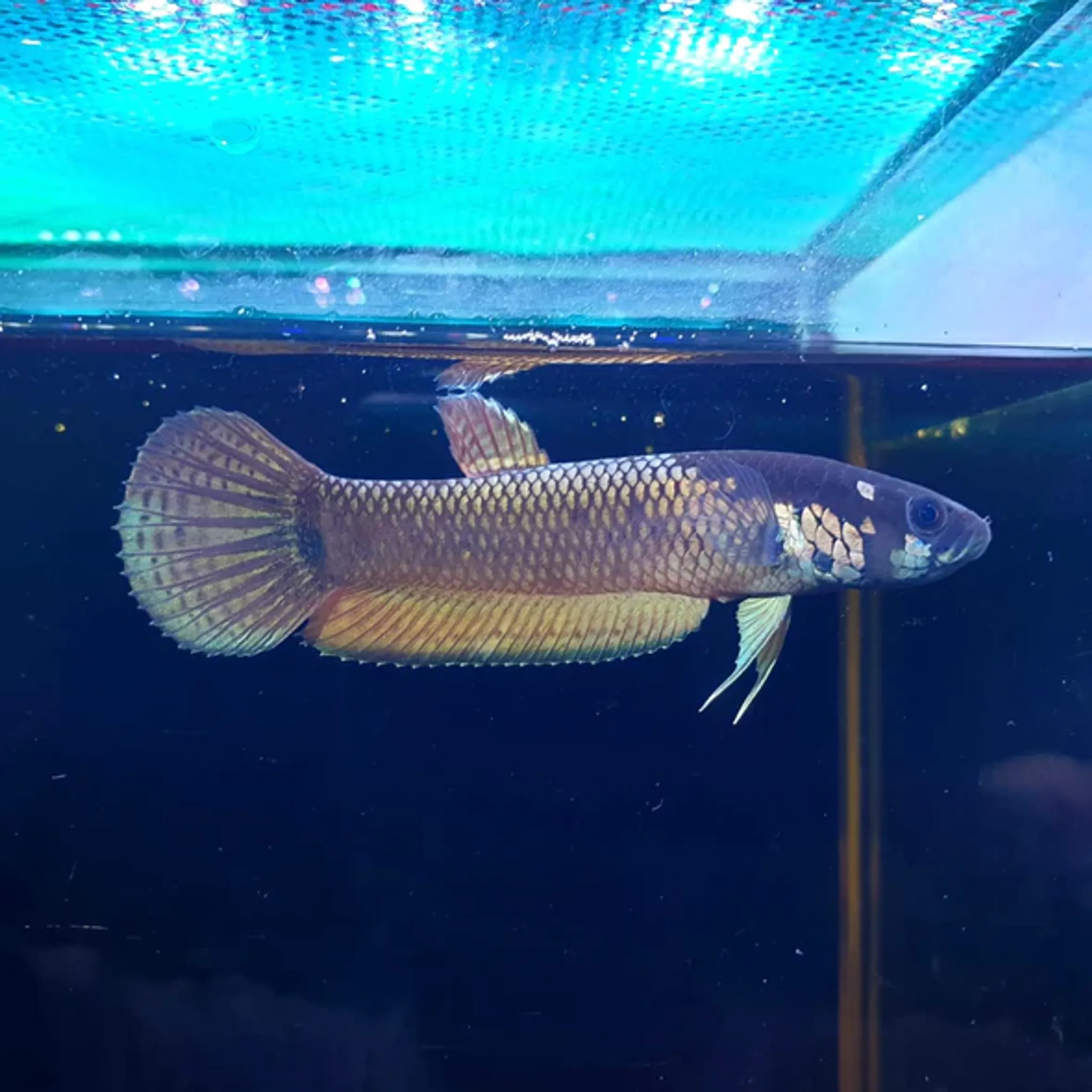 Betta Ocellata