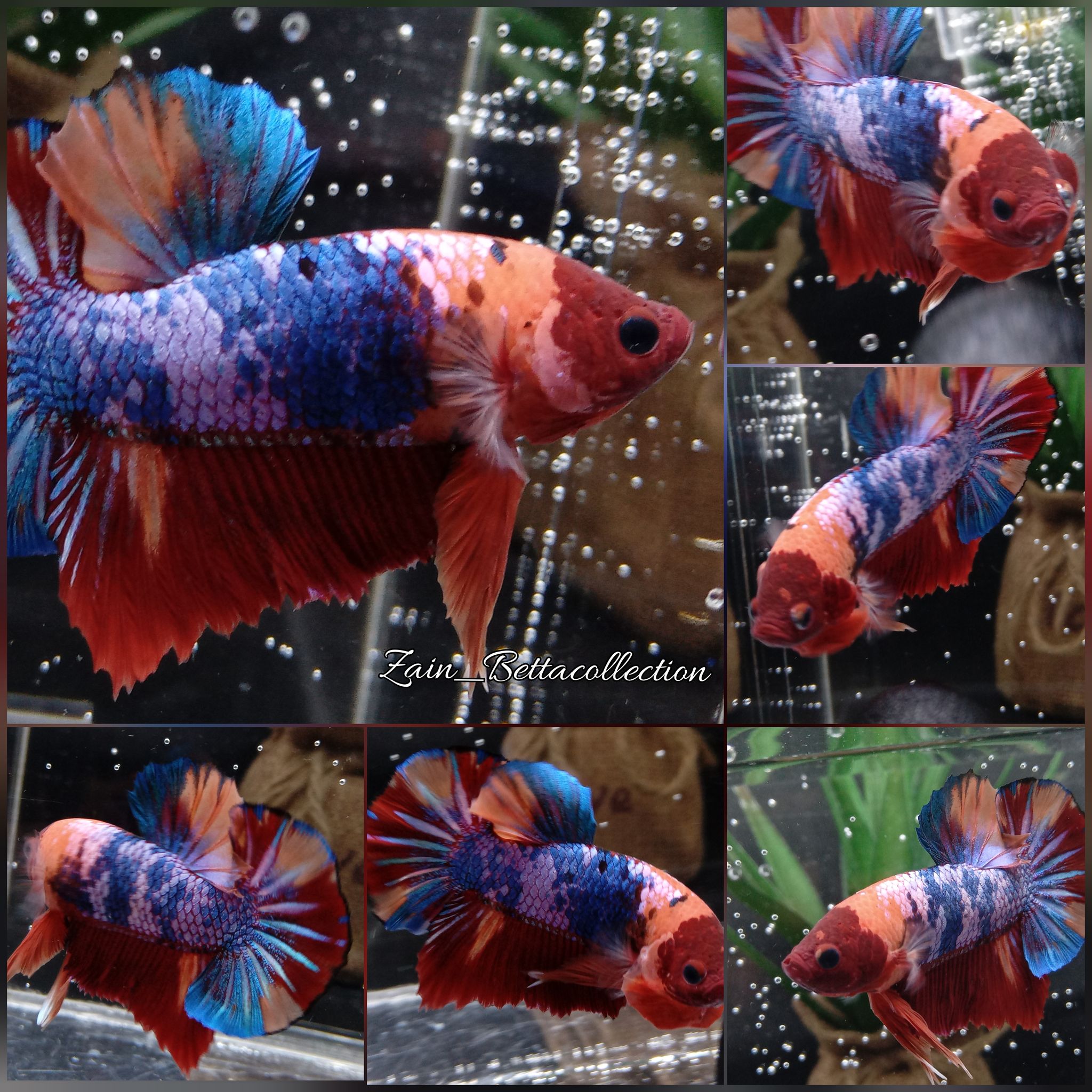 Red Face Candy Multicolour Betta Fish
