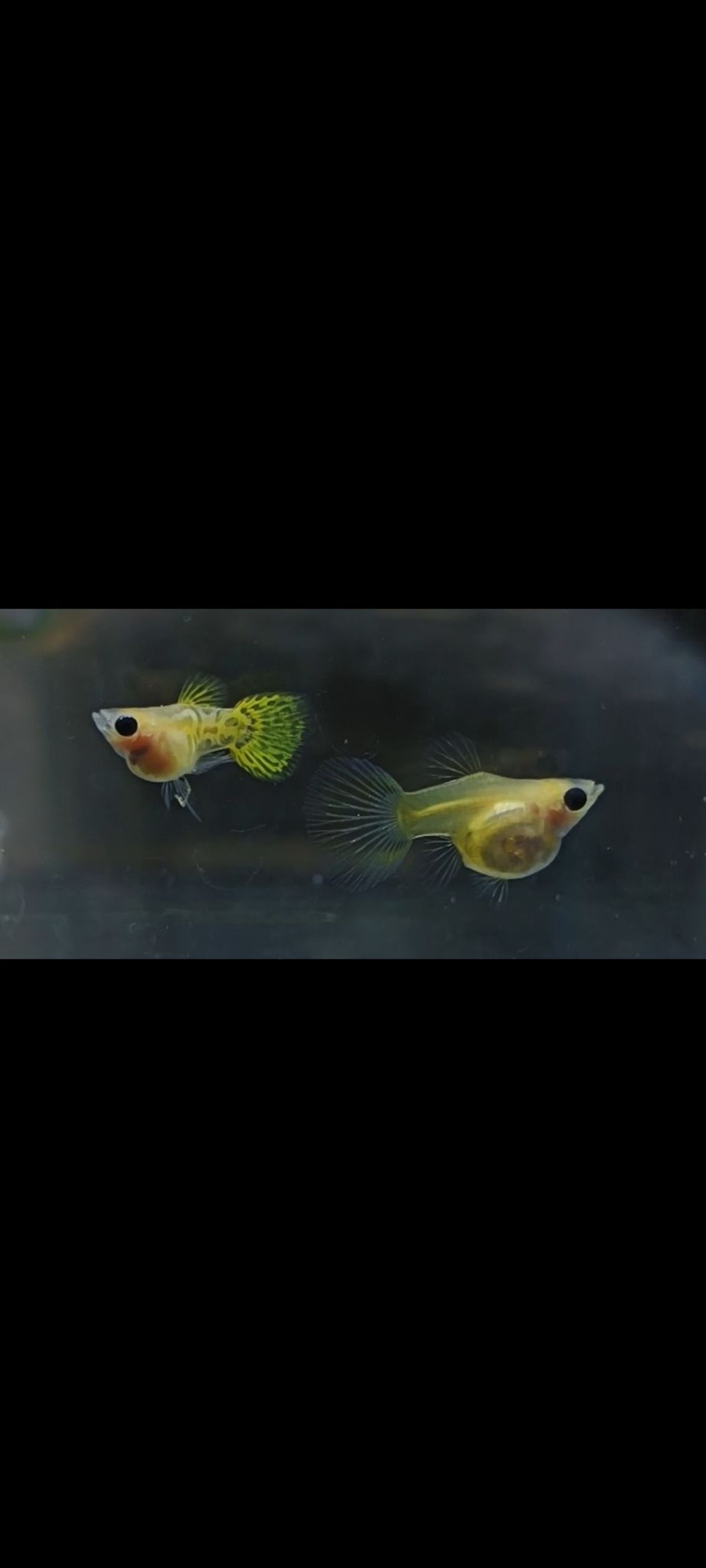 Yellow lace glass belly short body guppy