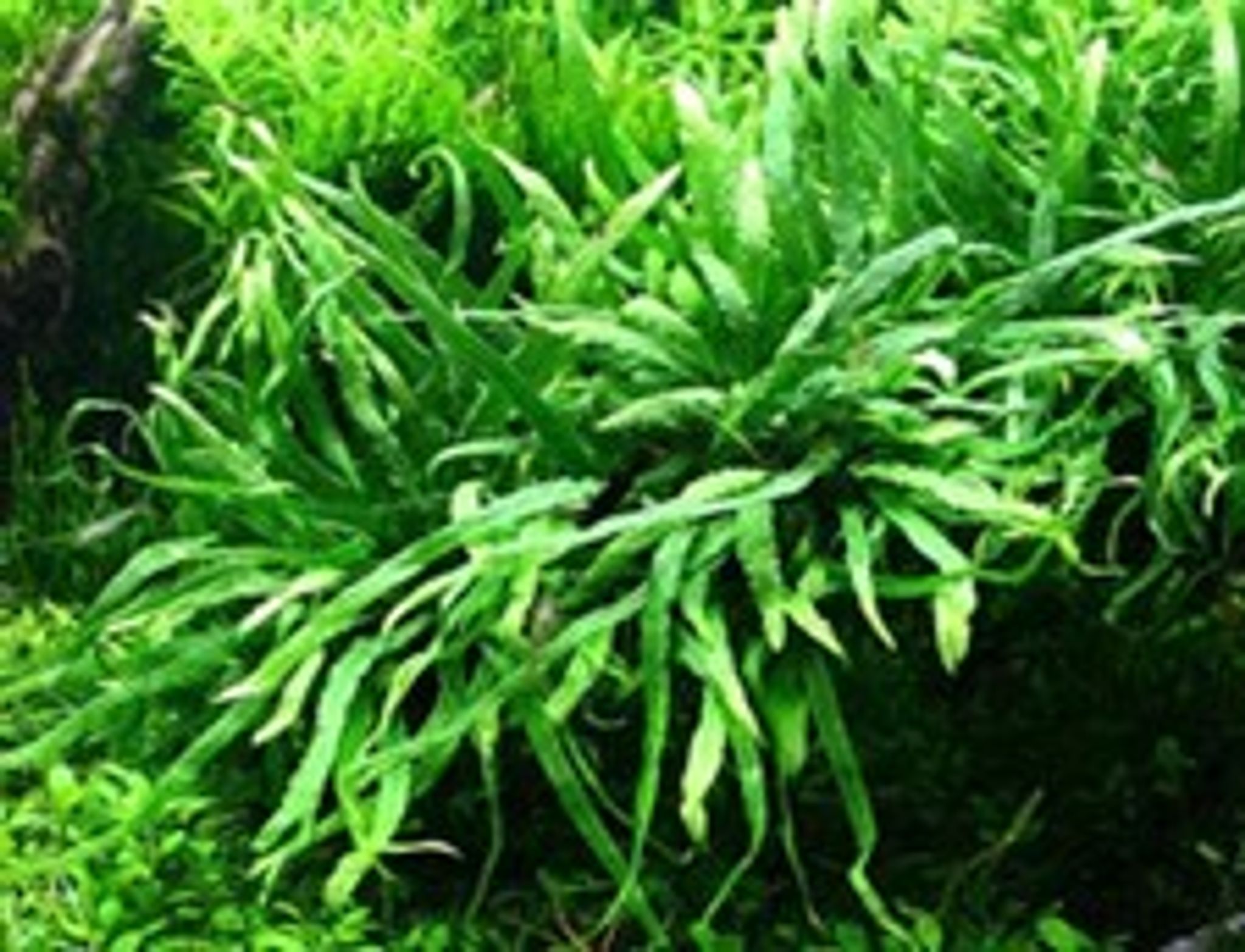 Microsorum Pteropus var. Trident-Rock