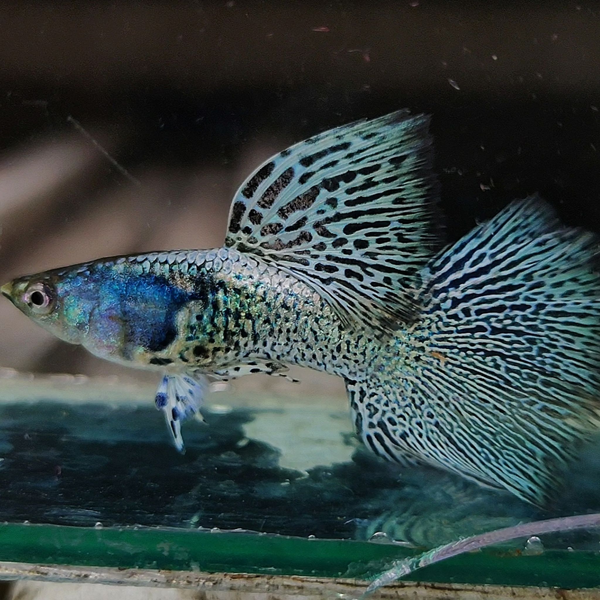 Mettal snakeskin blue Lace Guppys 