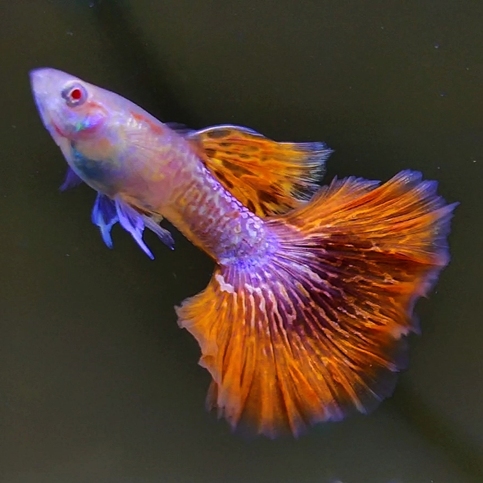 Albino red dragon New Guppys 