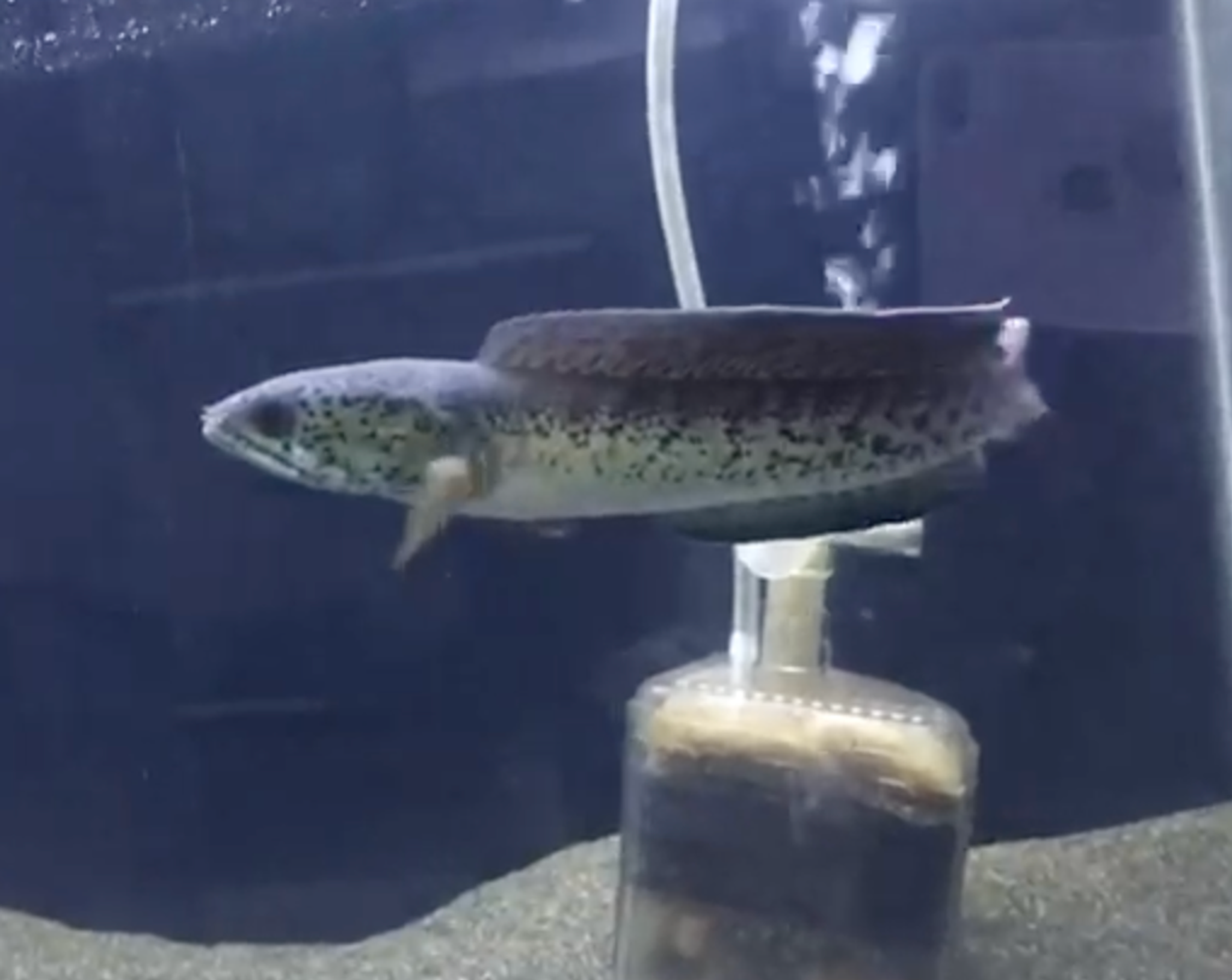 Channa Barca 20-22cm