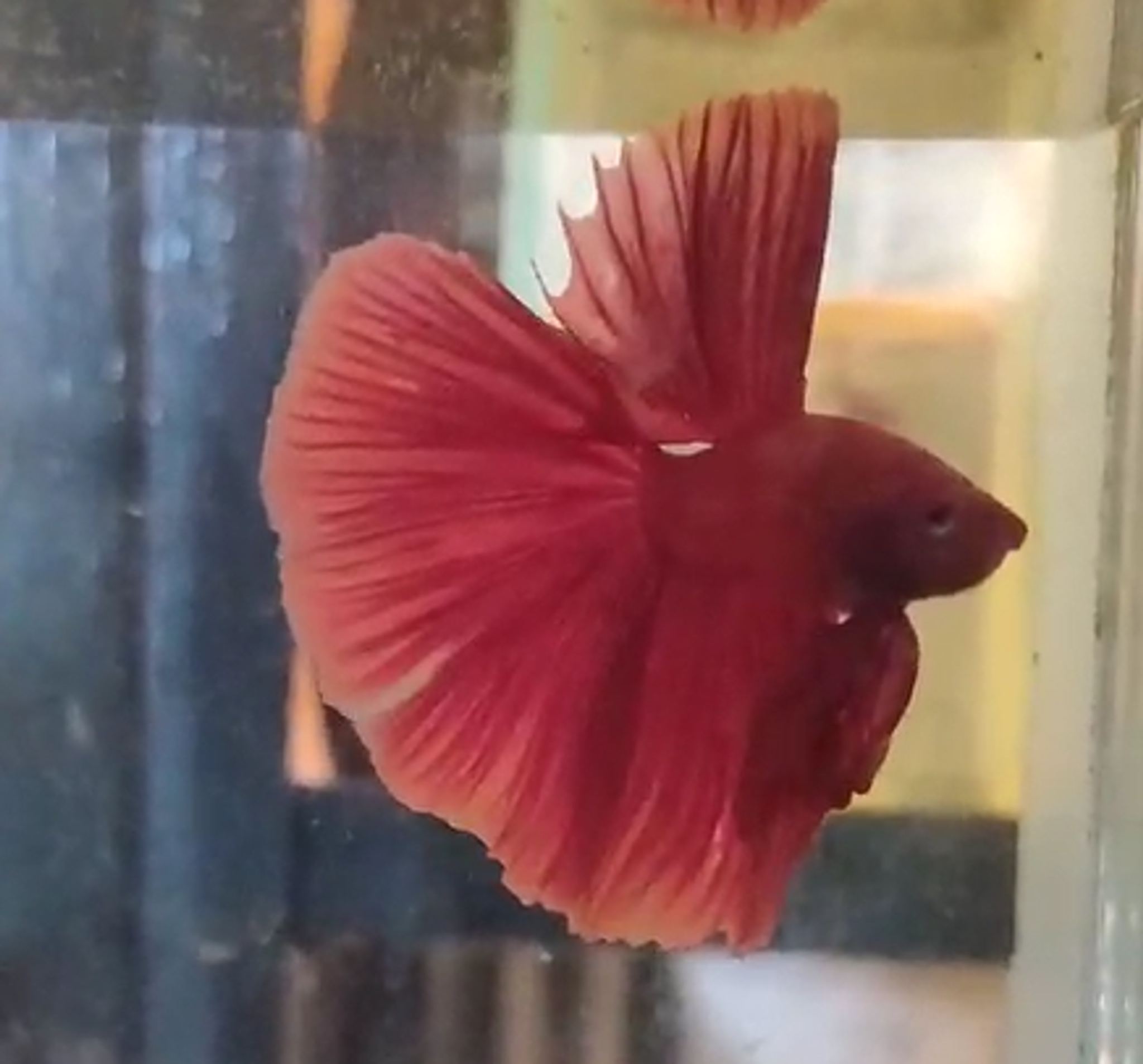 Giant Halfmoon super red Male