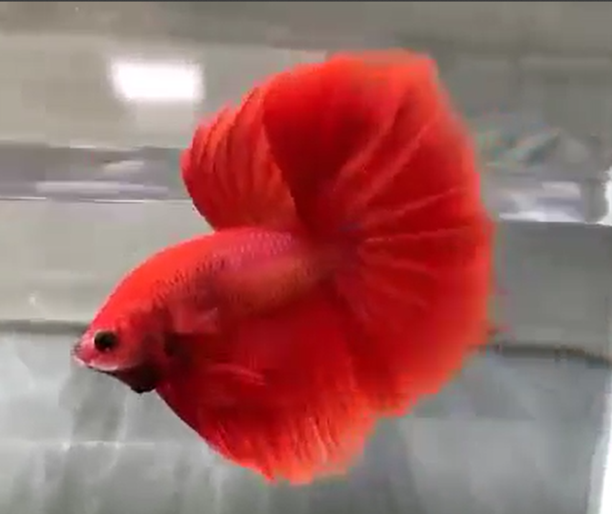 Giant Halfmoon super red