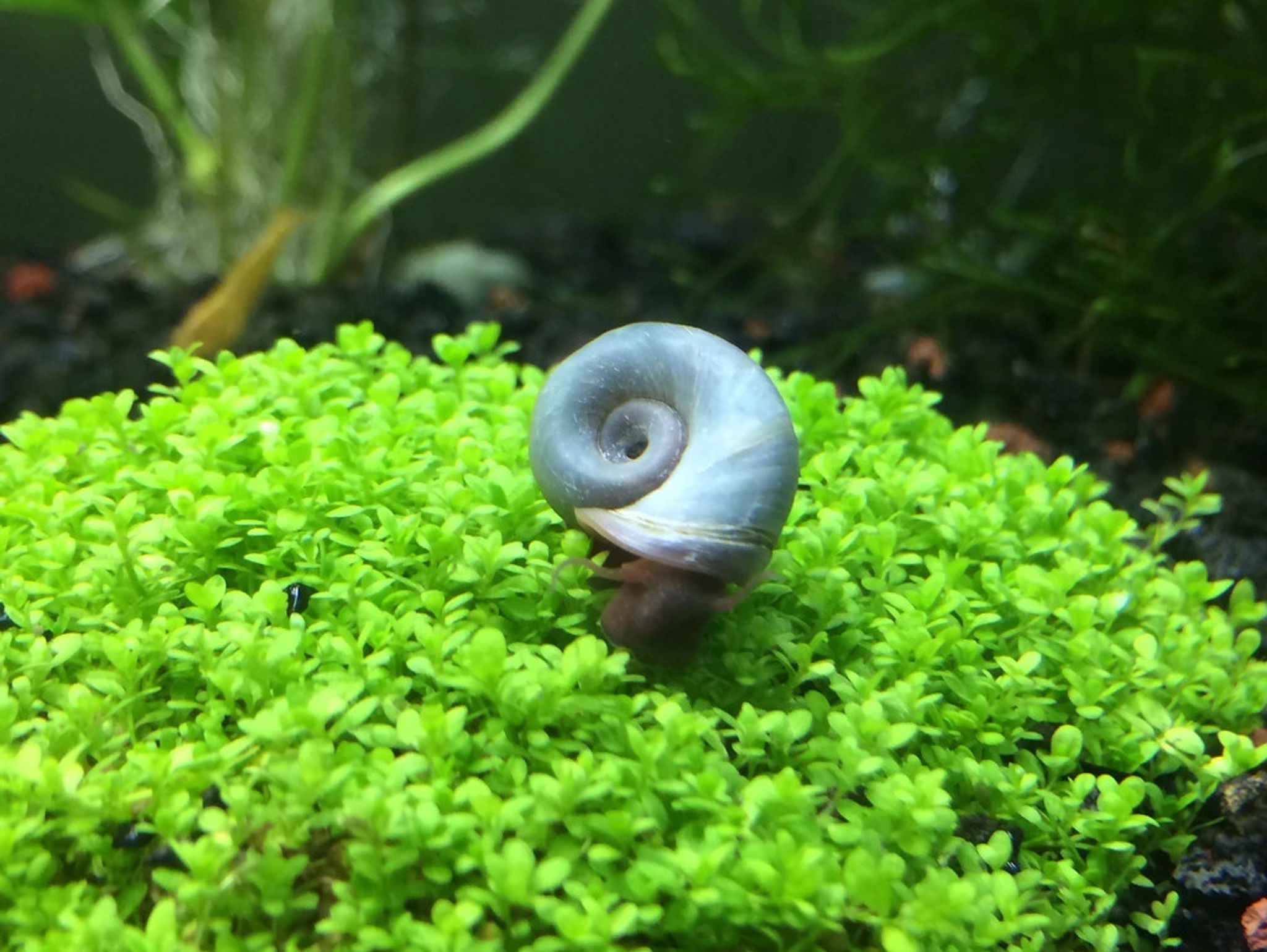 Blue Ramshorn Snail 10 pcs