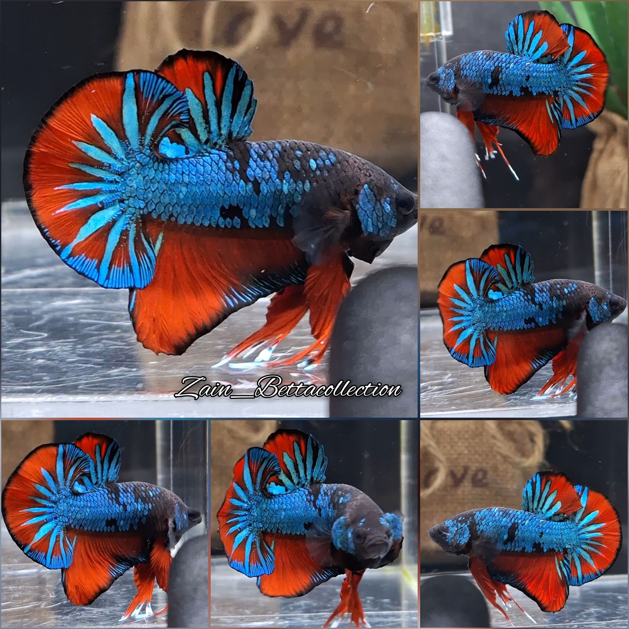 Black Ghost Series Betta Fishx
