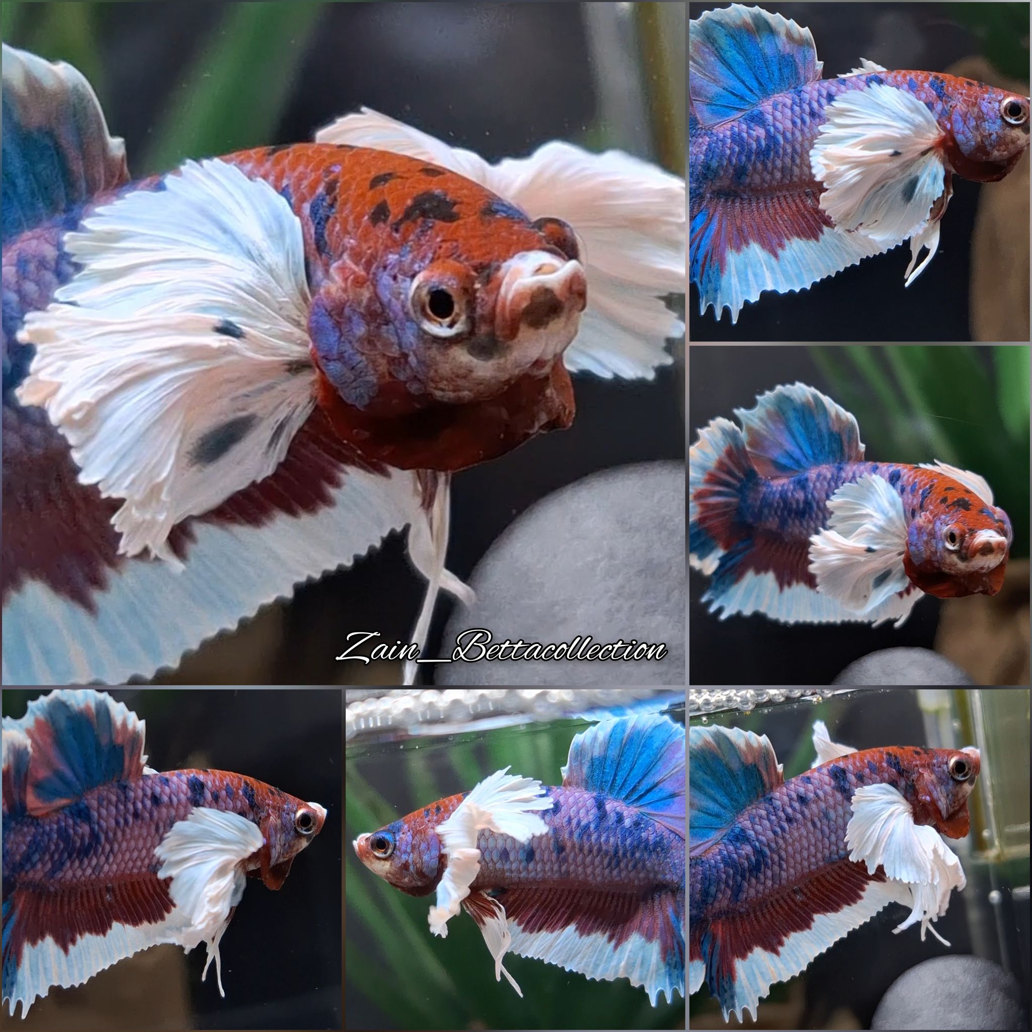Dumbo Ear Purple Fancy Butterfly Betta Fish
