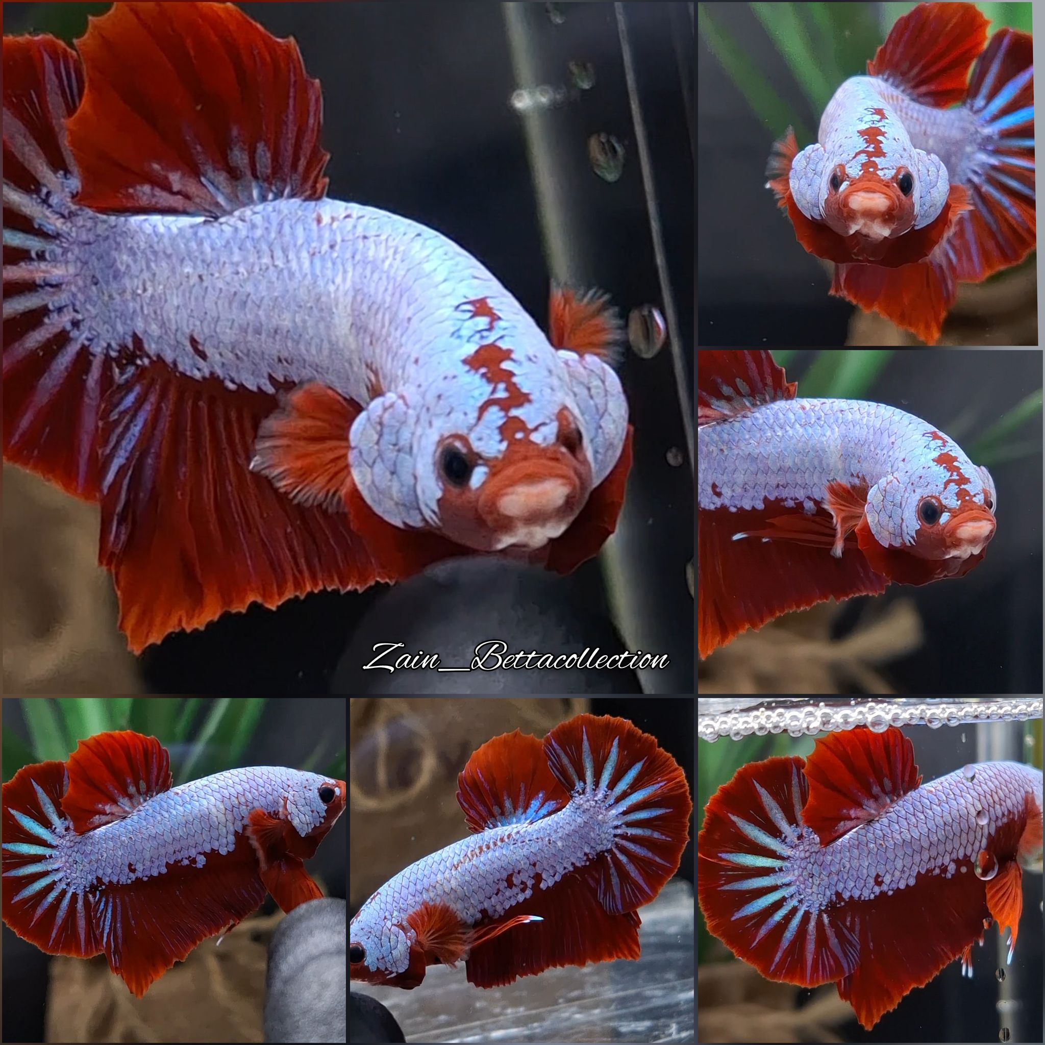 Snow Dragon Red Fancy Betta Fish