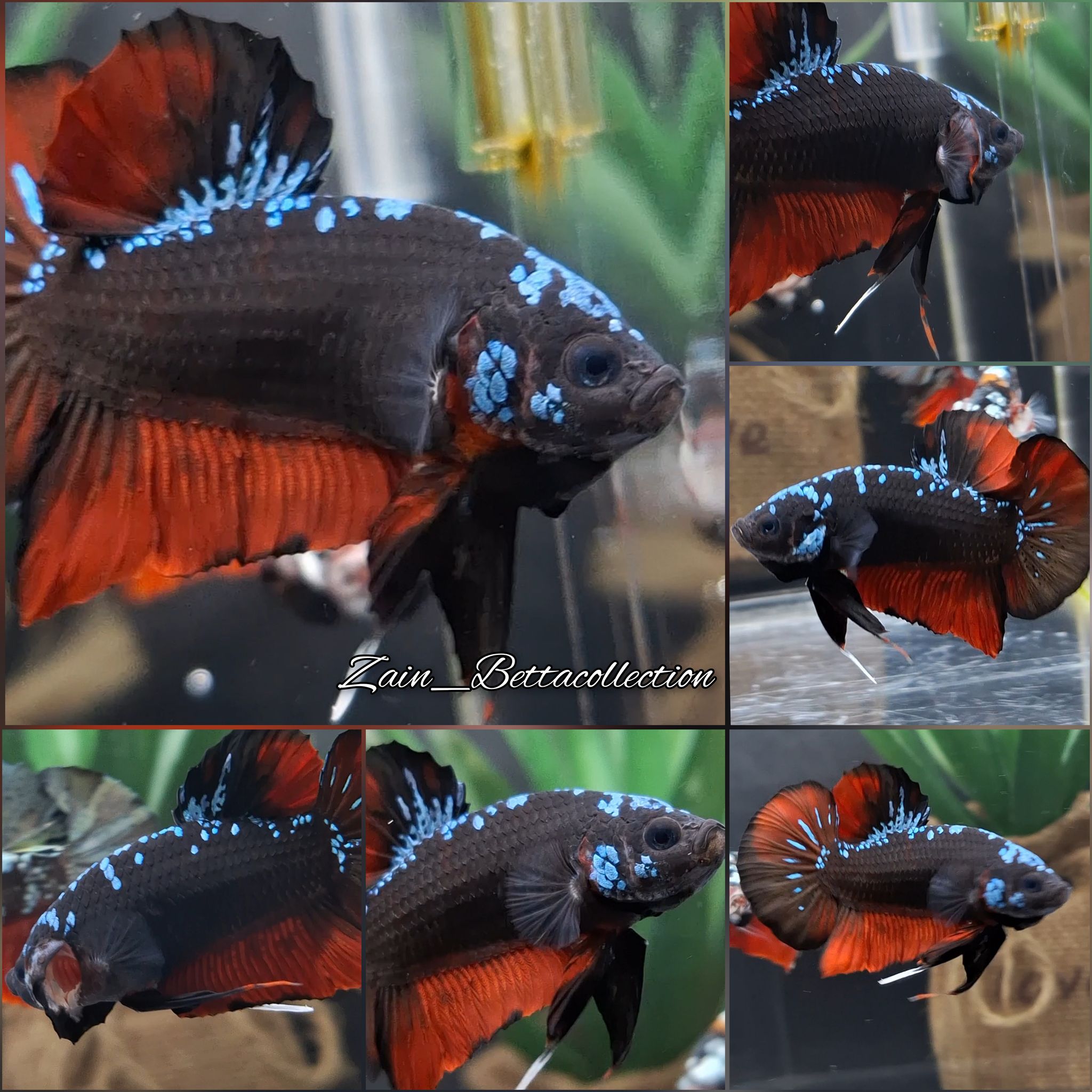 Black Ghost Series Black Variation Betta