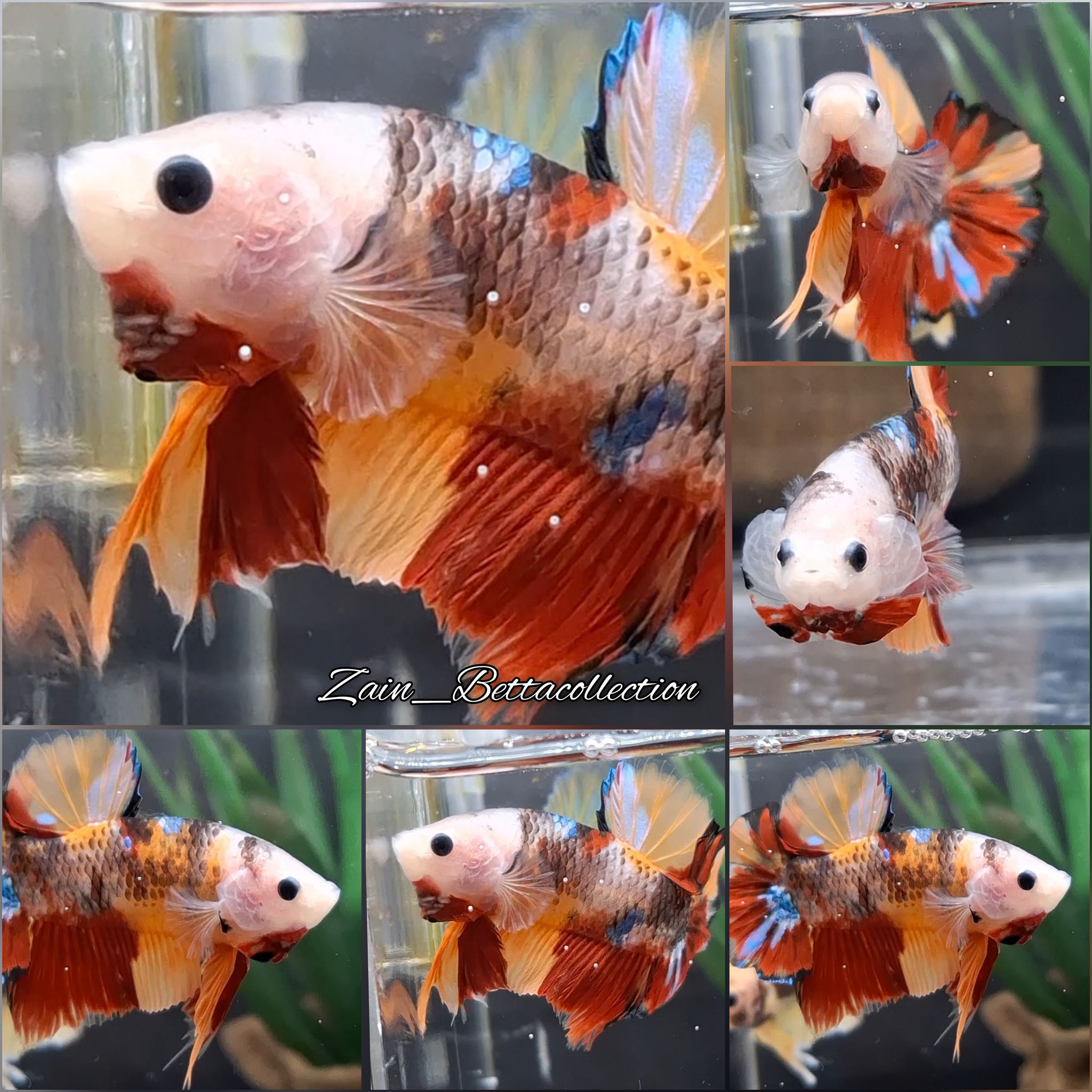 Monkey Face Candy Koi Betta Fish