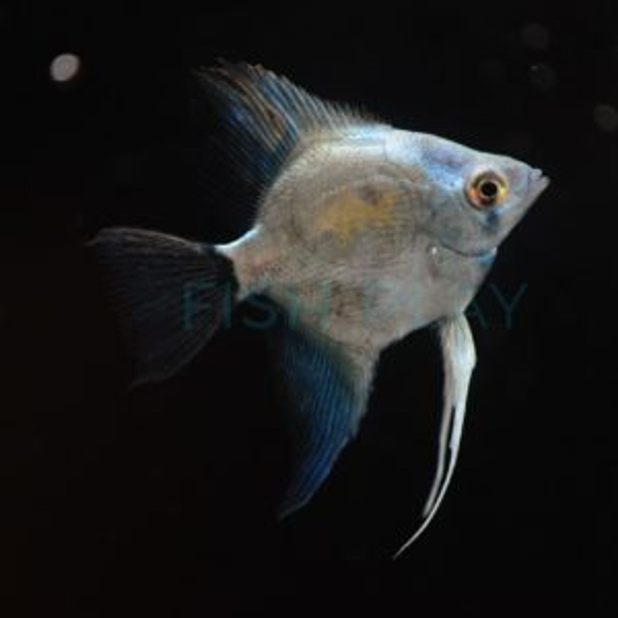Avatar Turkey Green Smoked Angelfish (Nature Colour)