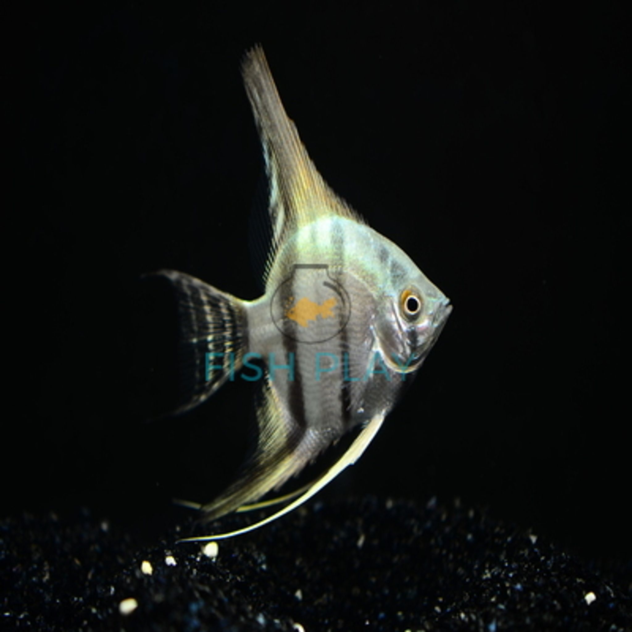 Blue Zebra Angel