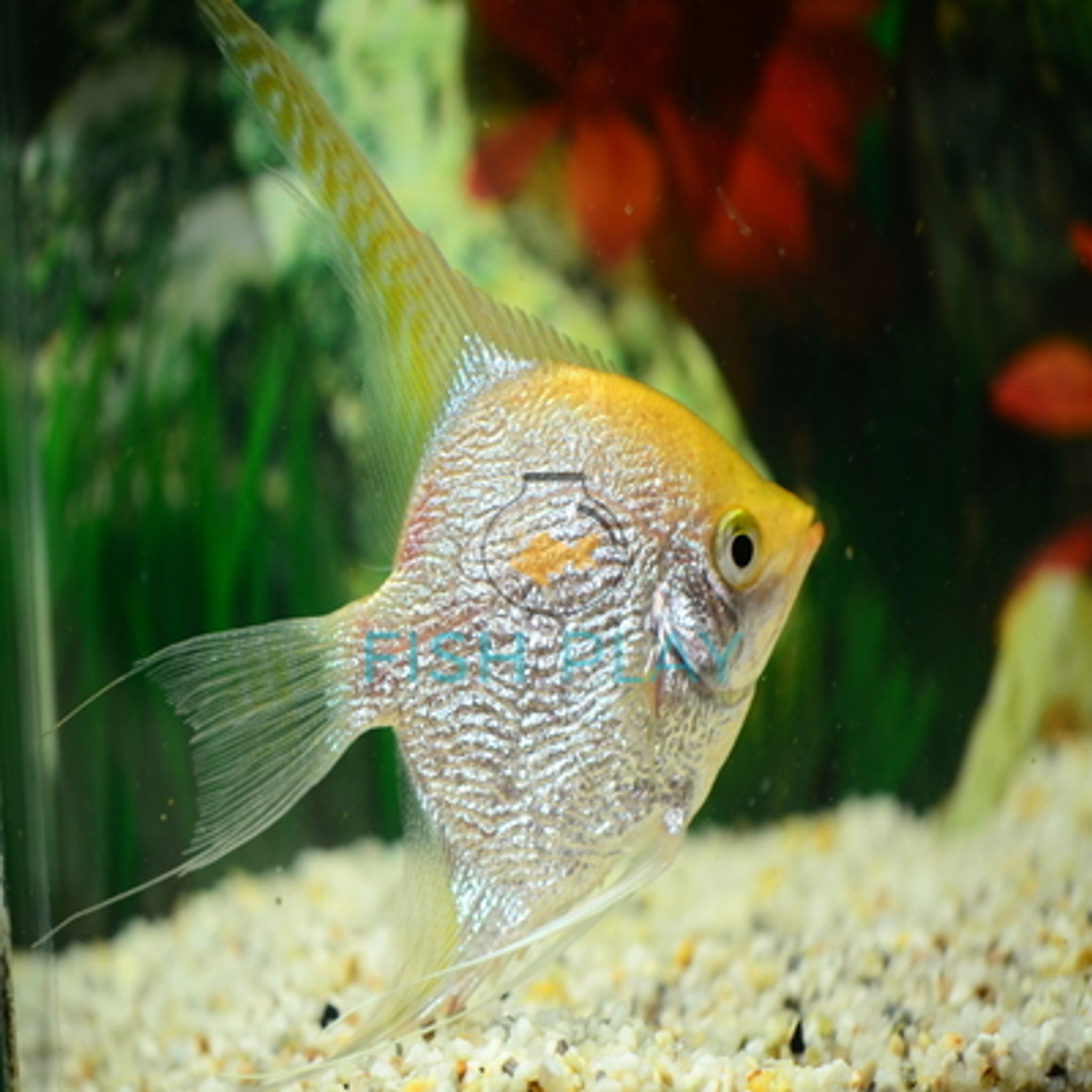 Diamond Golden Angel (3pcs)