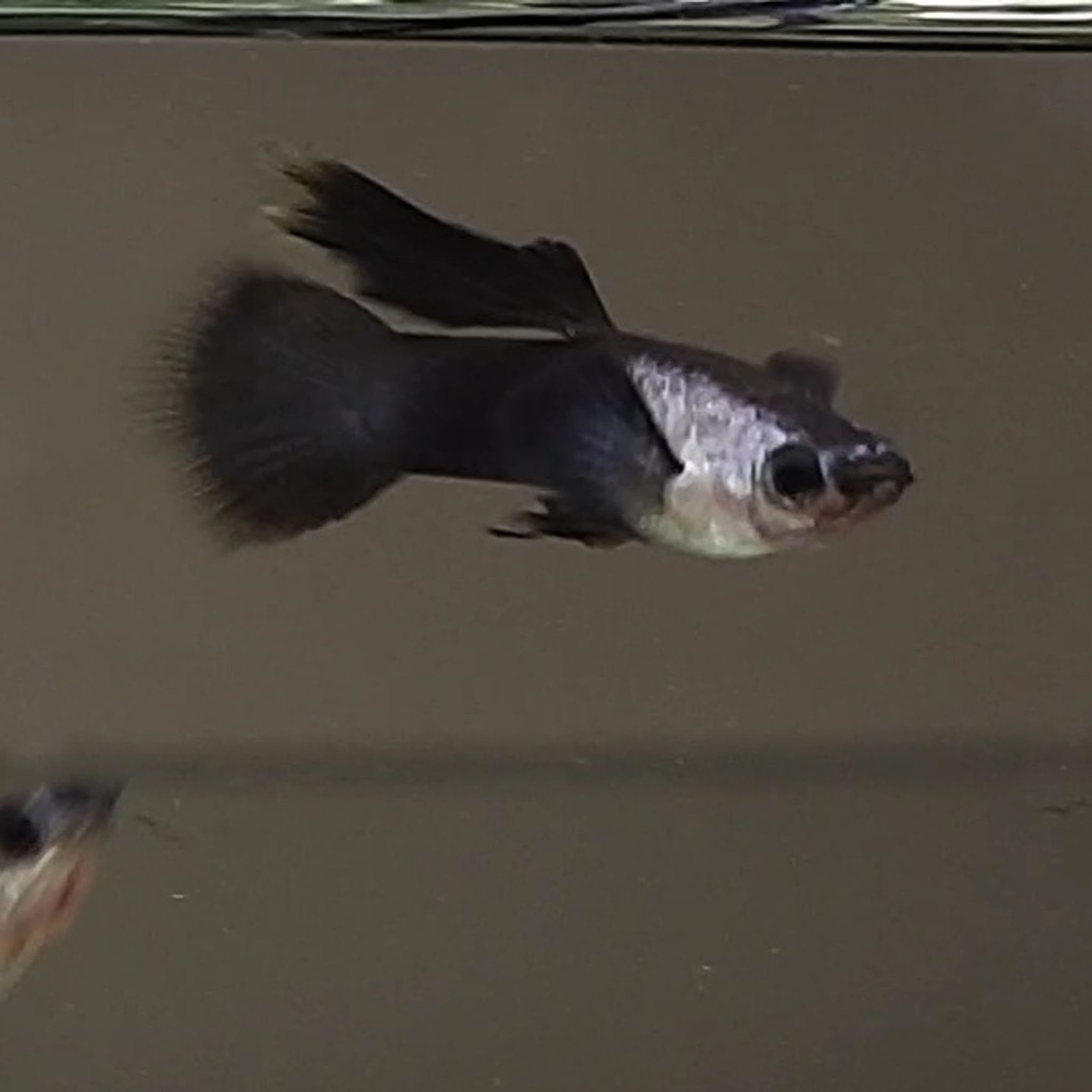 Guppy Mini Panda