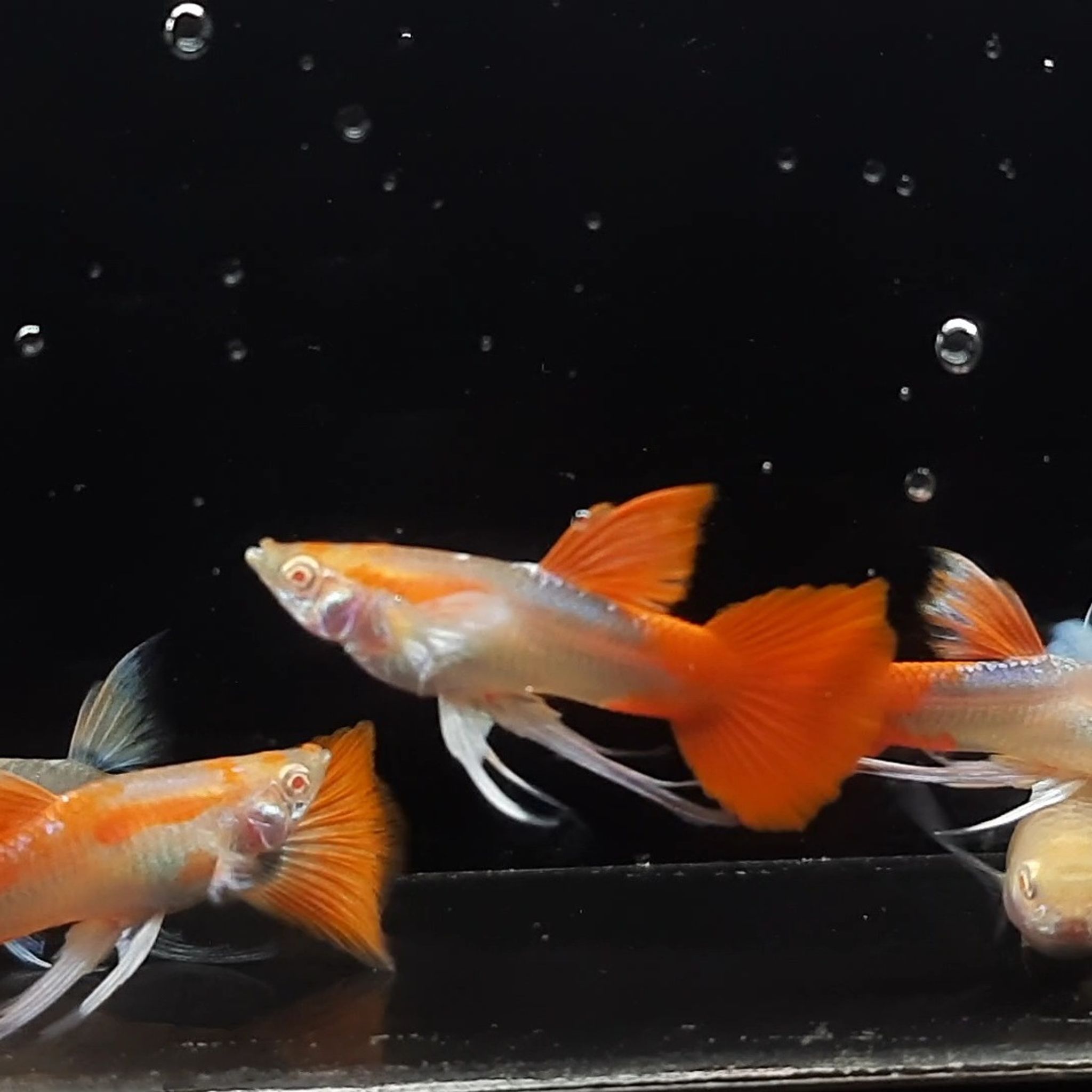 Guppy Albino Tuxedo Redtail White Ear Ribbon