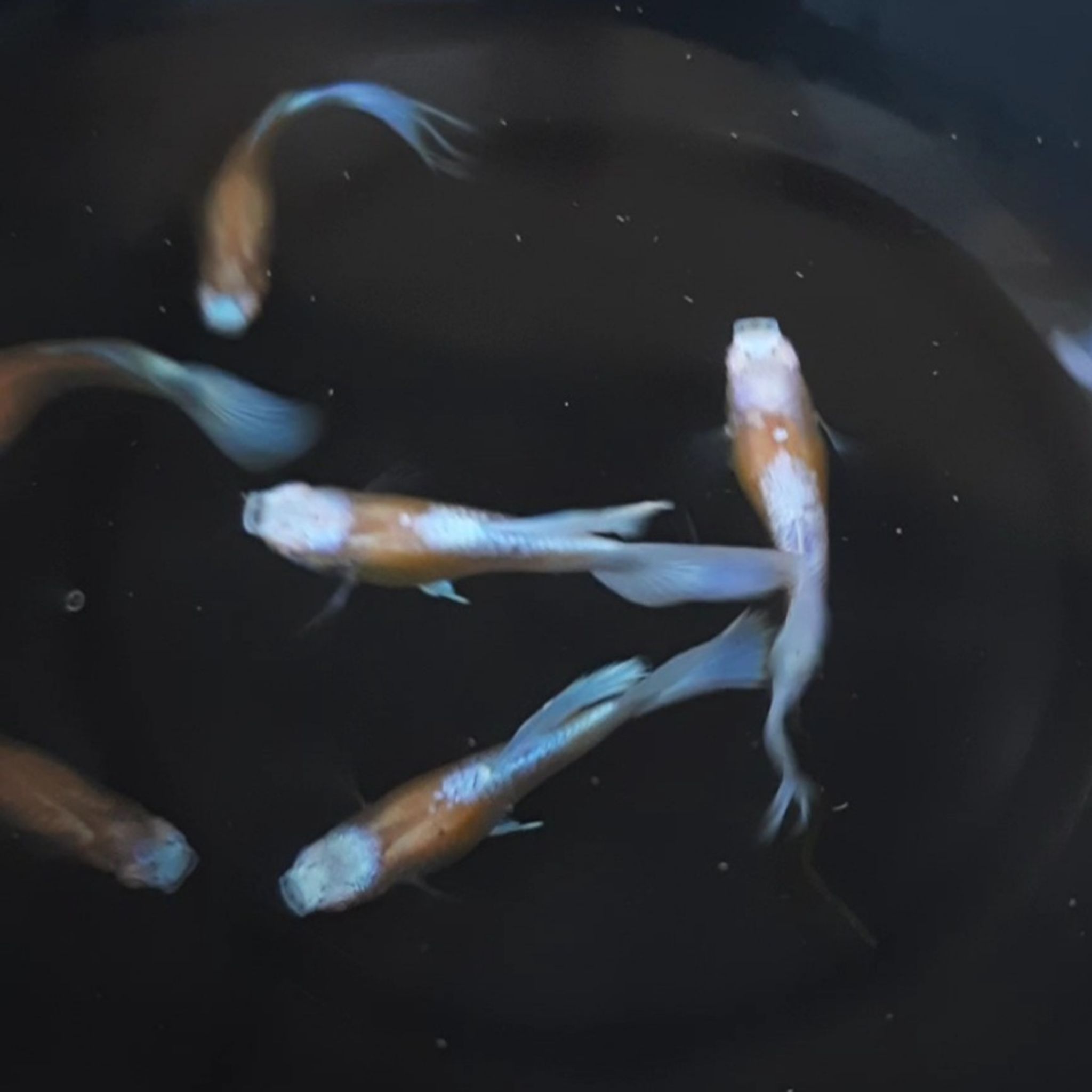 Guppy Albino Blue Koi