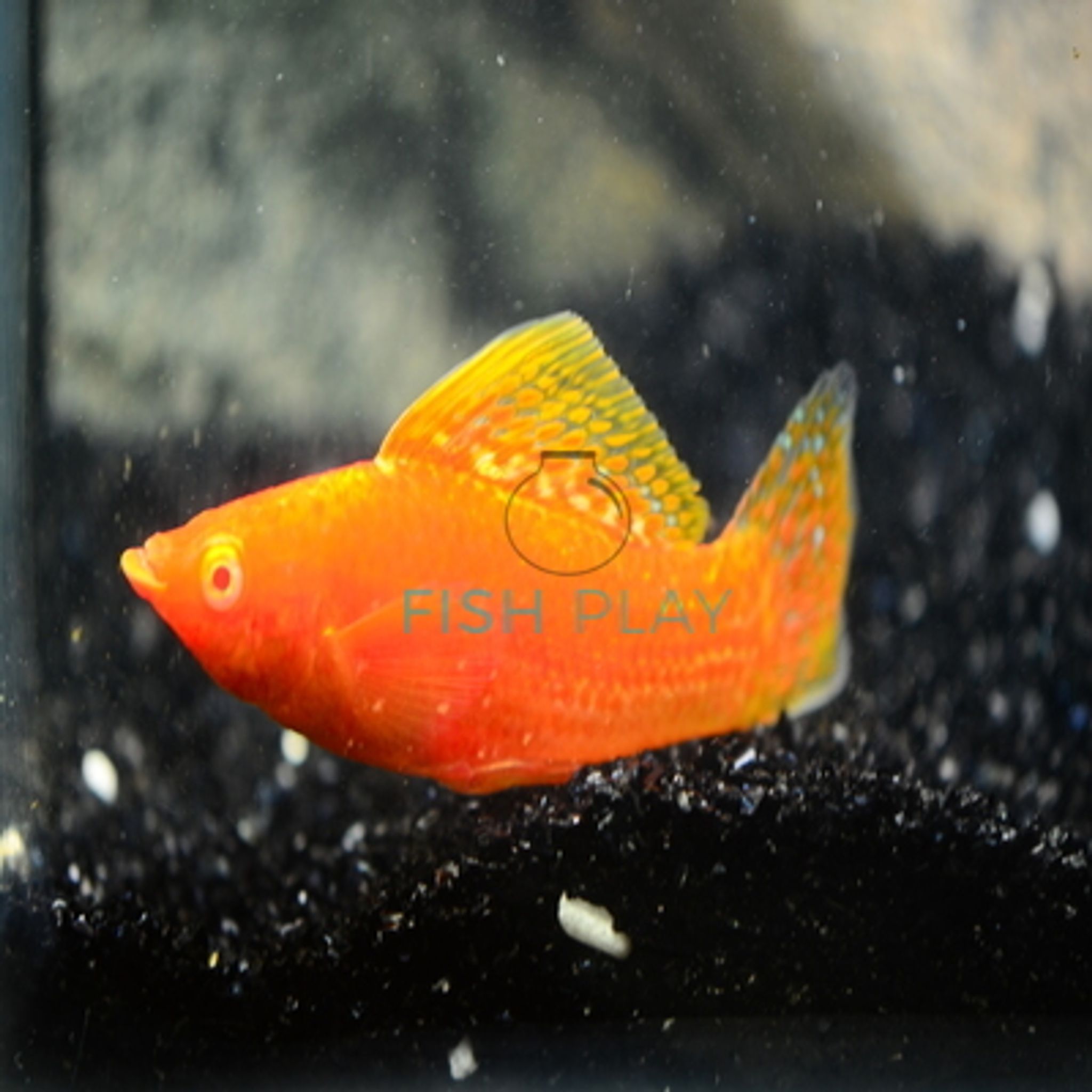 GOLD MOLLY (10PCS)