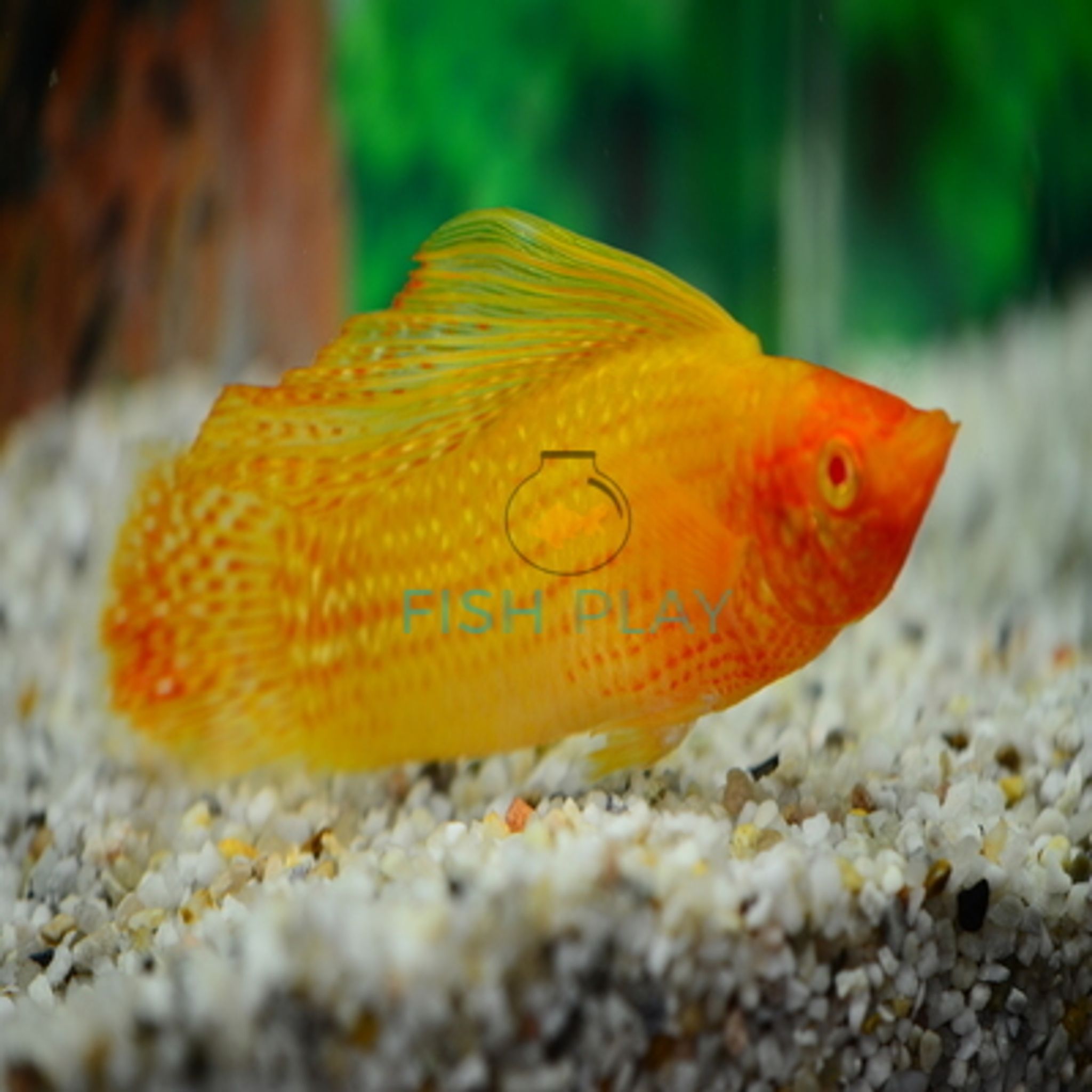 GOLDEN SF MOLLY (MALE) (5PCS)