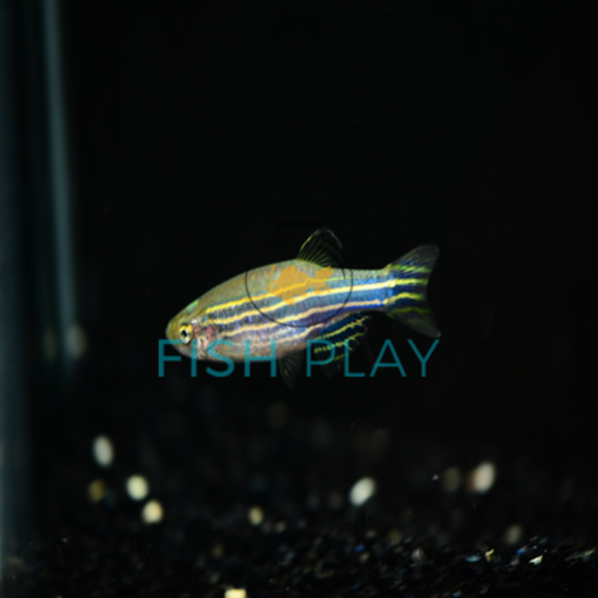 Zebra Danio(10pcs)