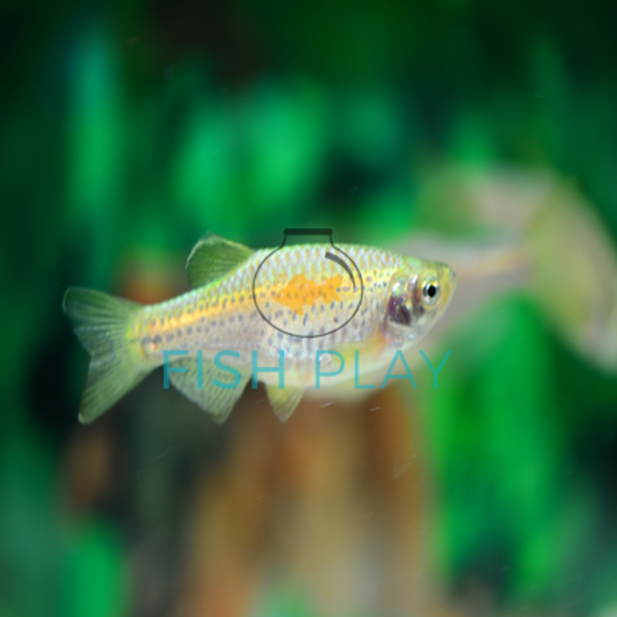 Leopard Danio (10pcs)