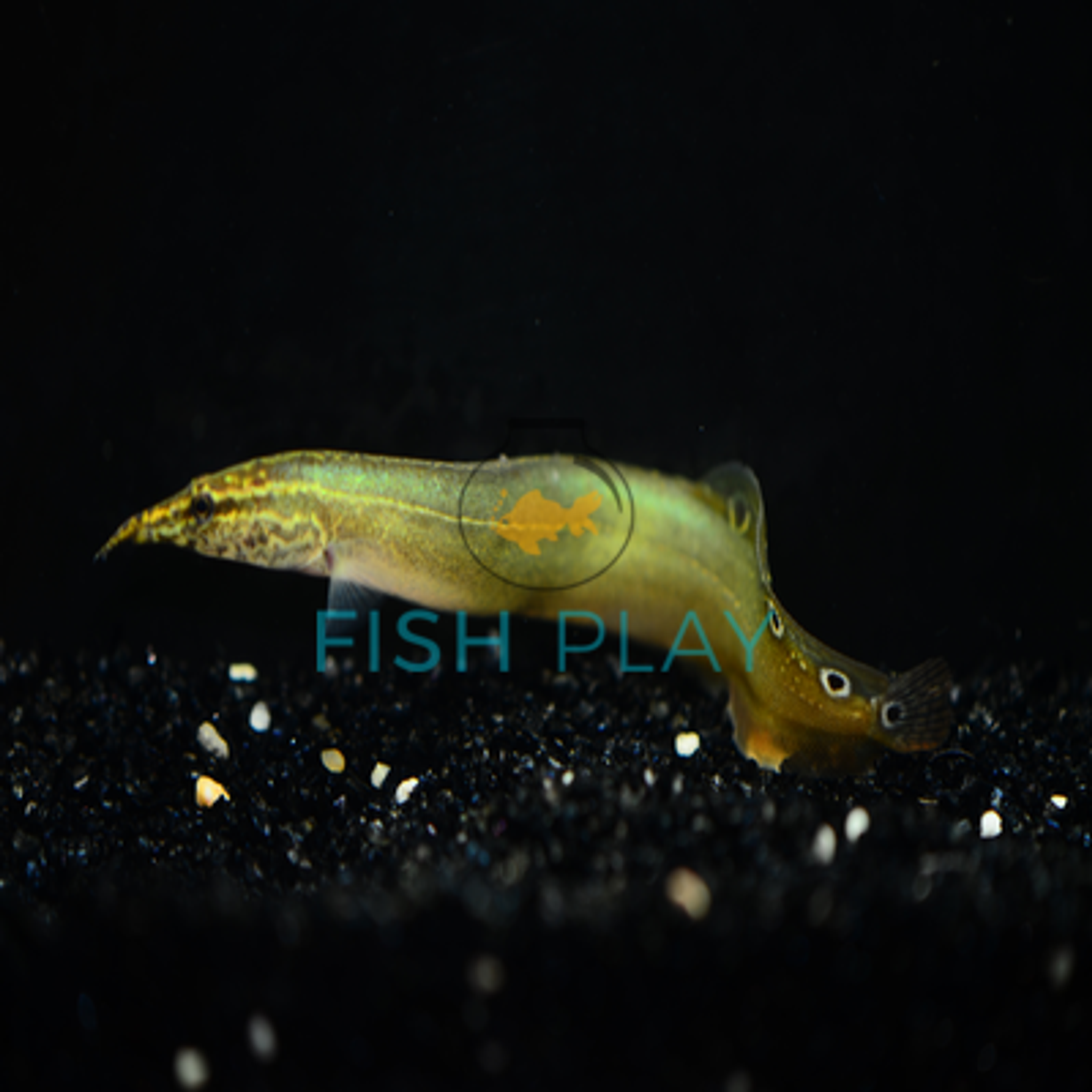 Spiny Eel