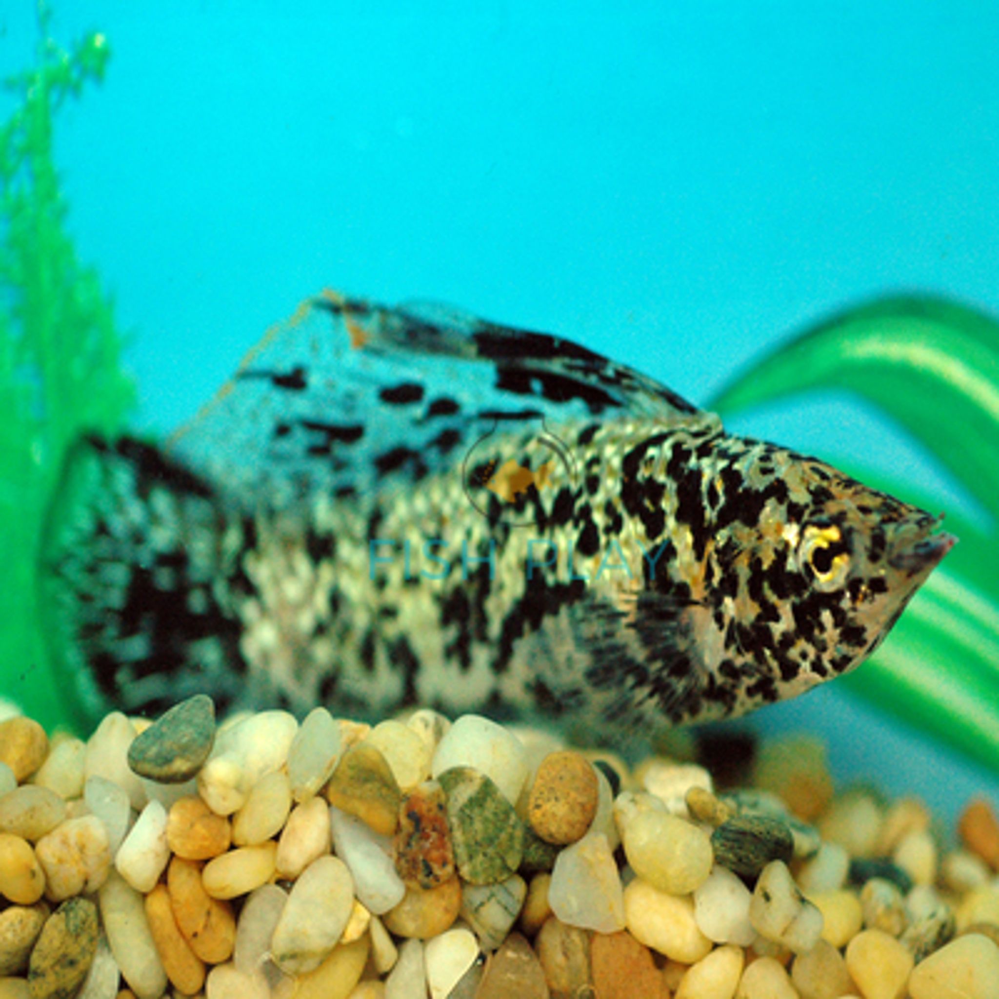MARBLE SF (MALE)