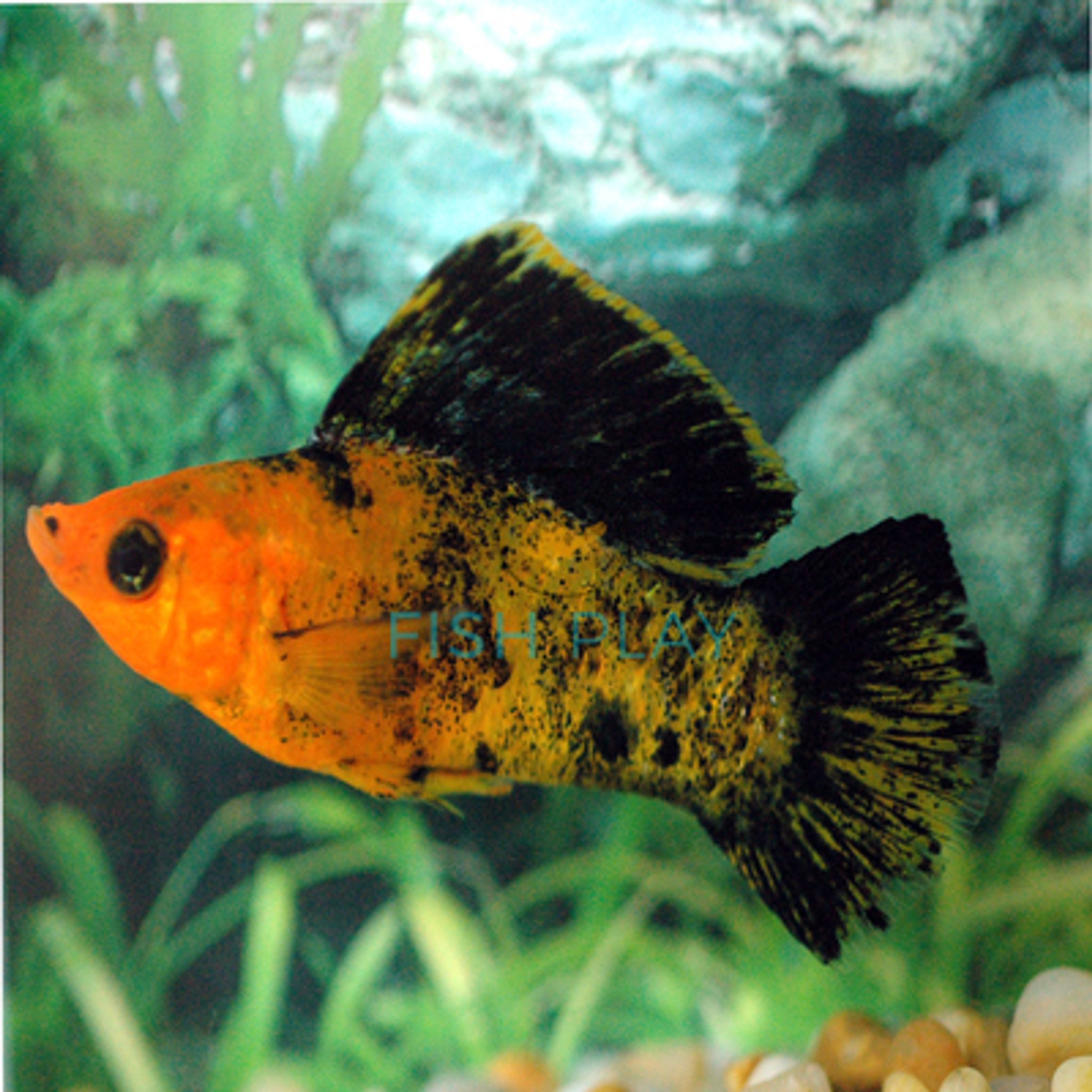 RED LEOPARD MOLLY (10PCS)