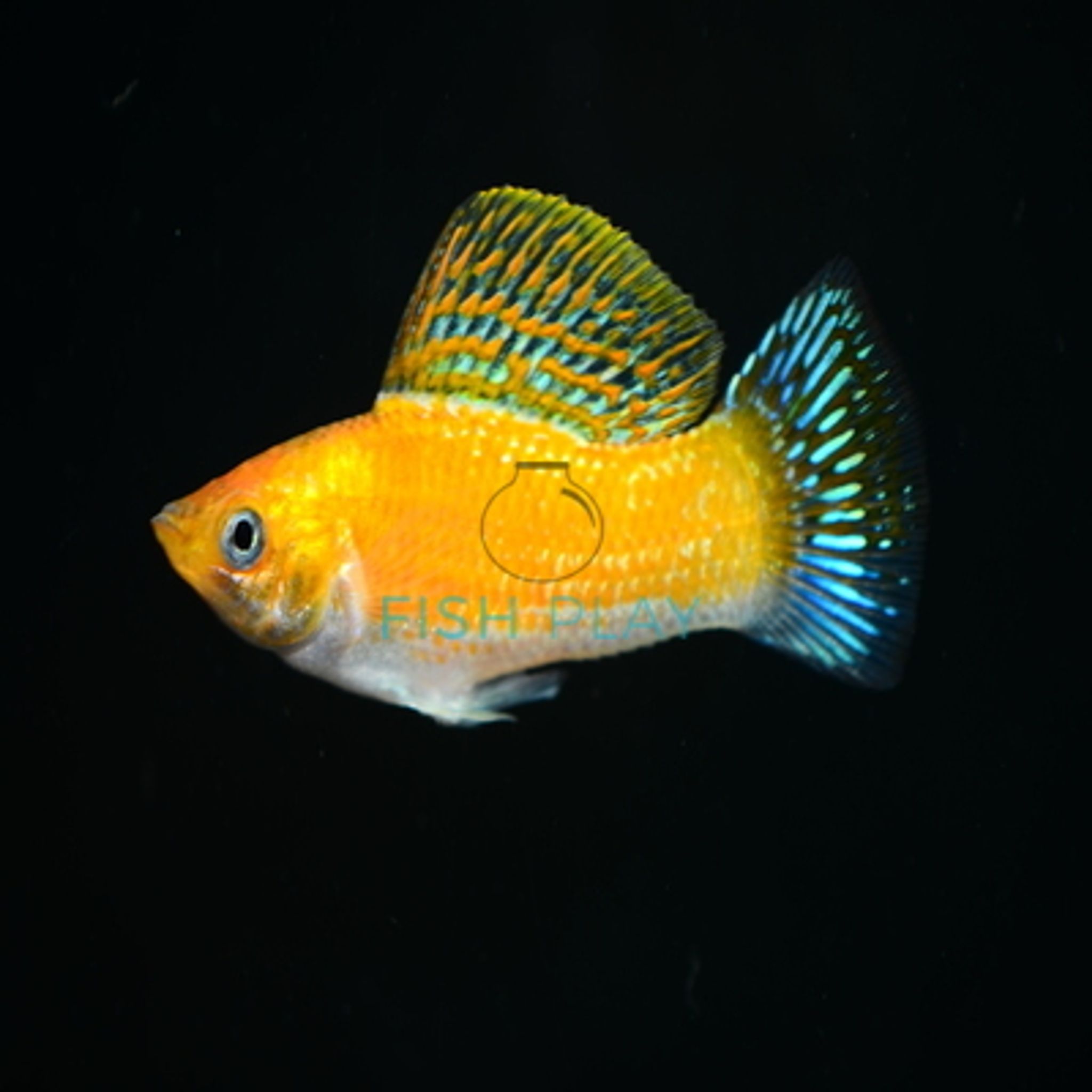 SAFFRON MOLLY SF (MALE) (5PCS)