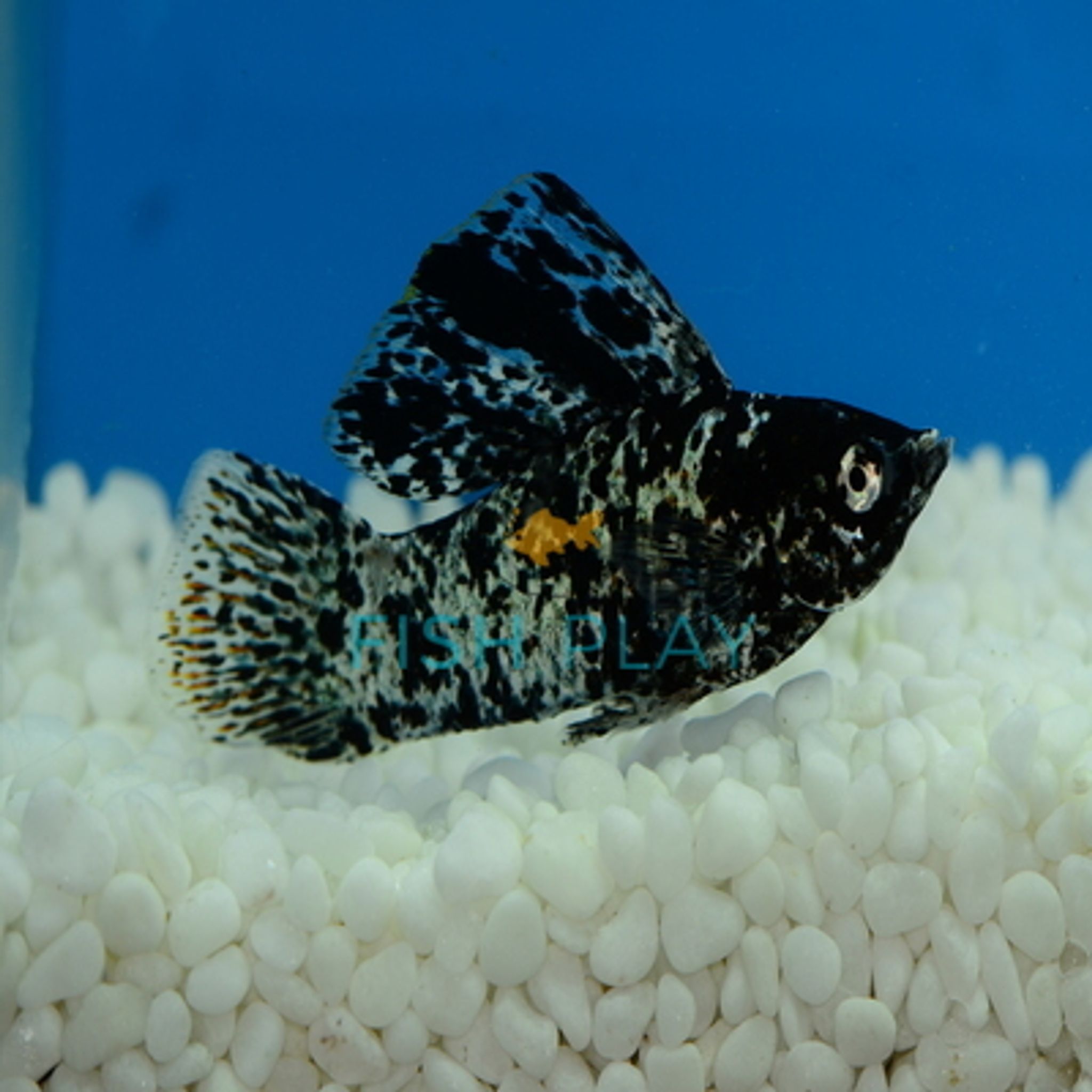SILVER MARBLE S/F MOLLY (MALE) (5PCS)