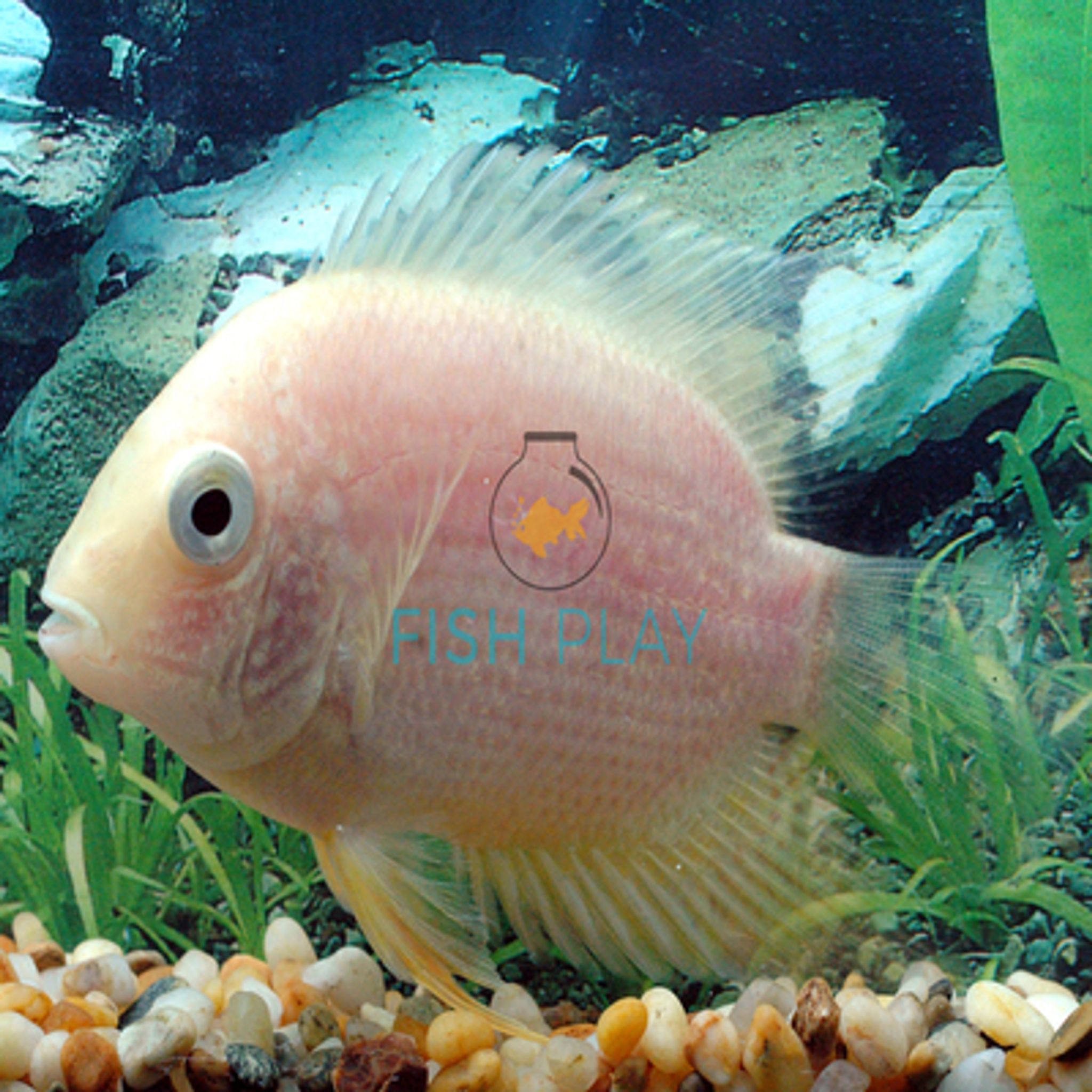 Albino Severum