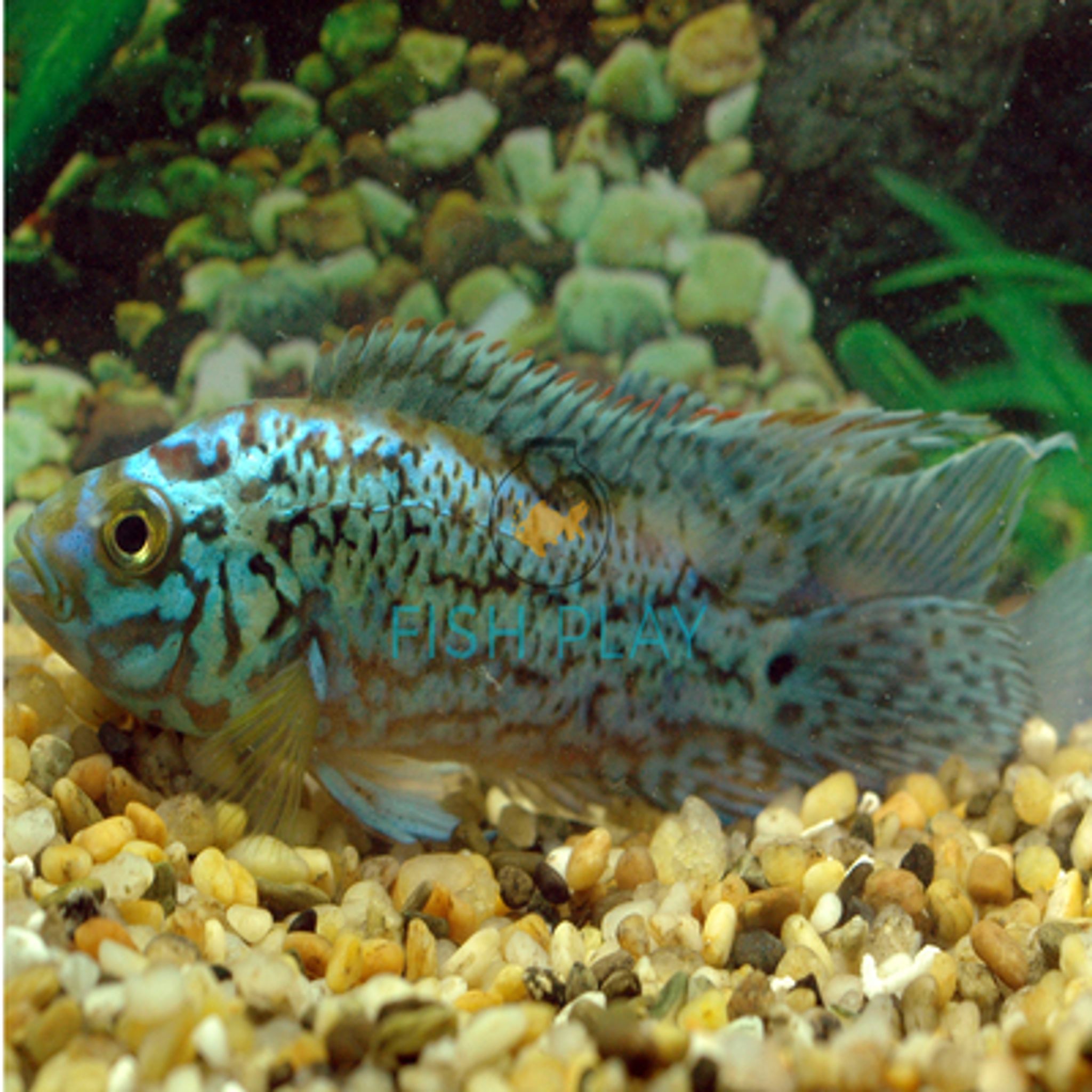Blue Dempsey (5pcs)