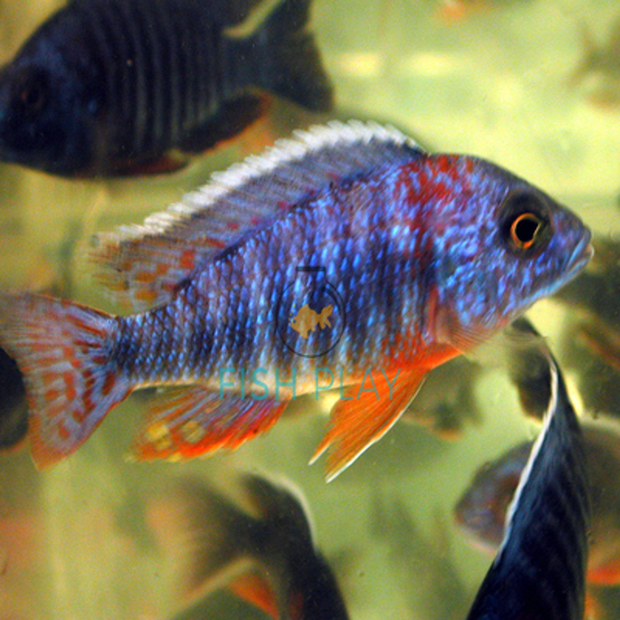 Blue Peacock (5pcs)
