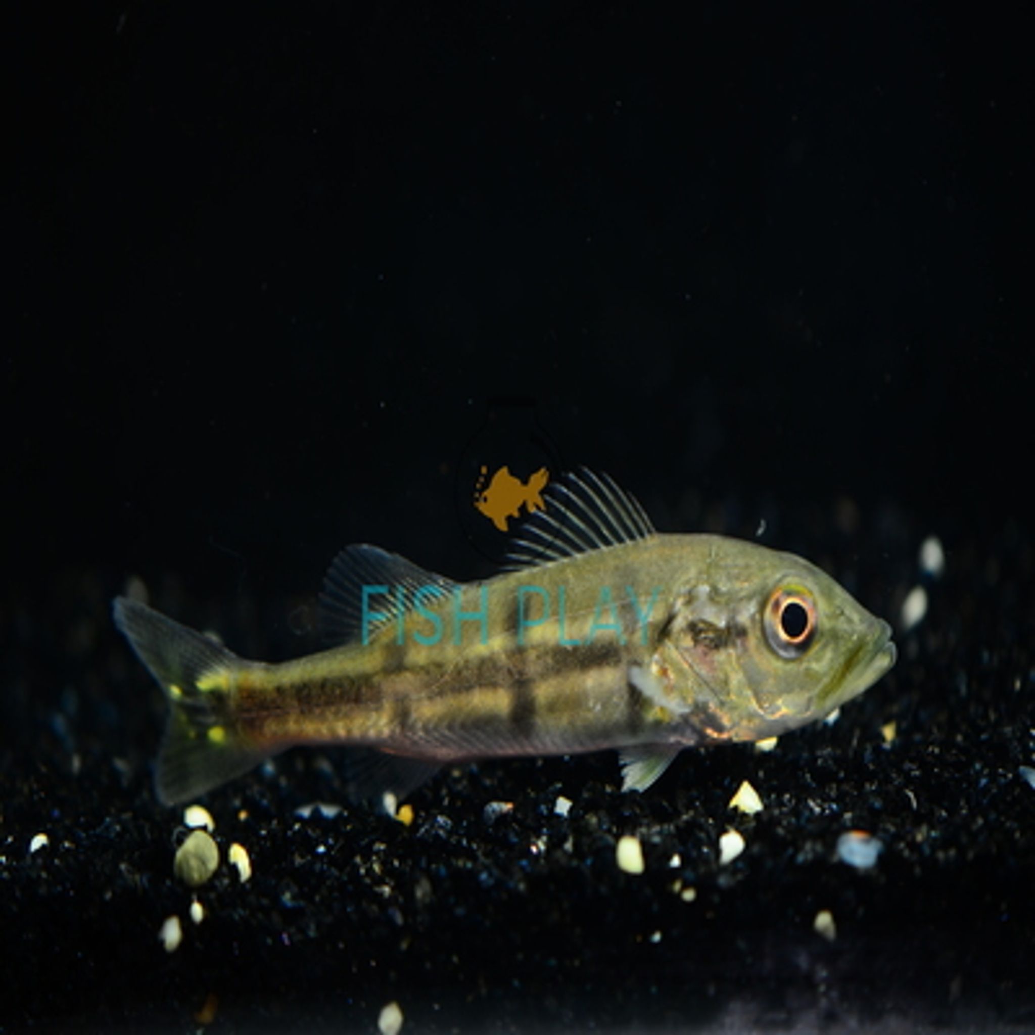 Diamond Temensis