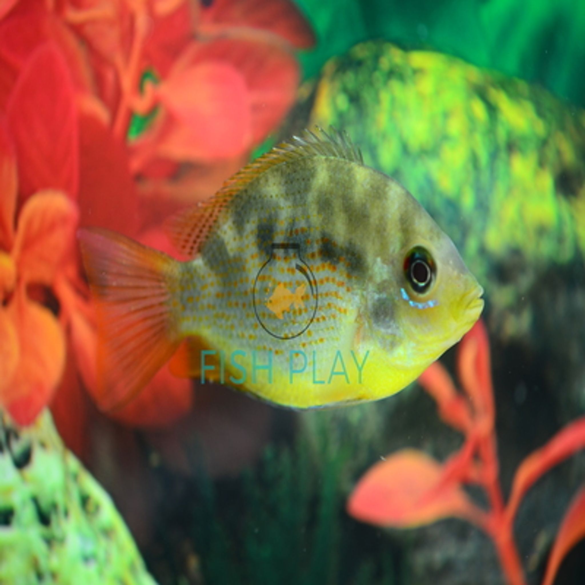 Etroplus Maculatus