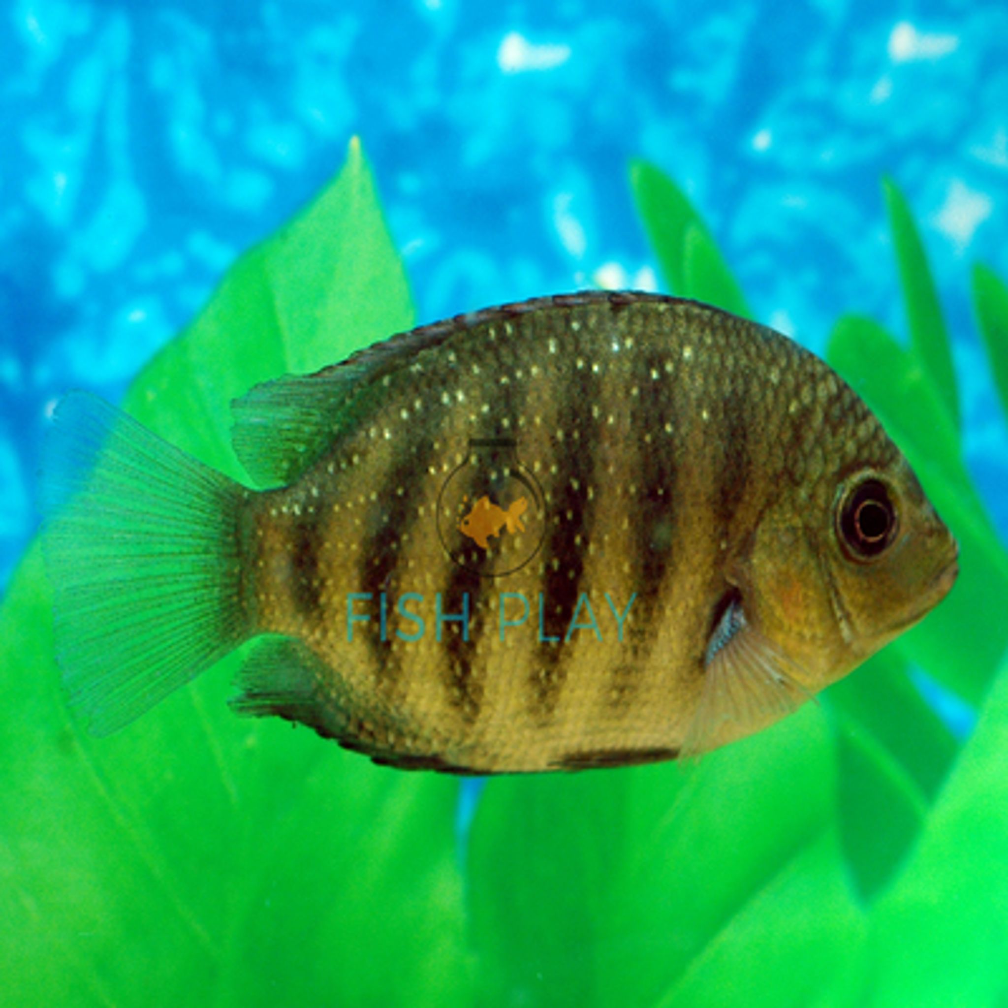 Etroplus Suratensis