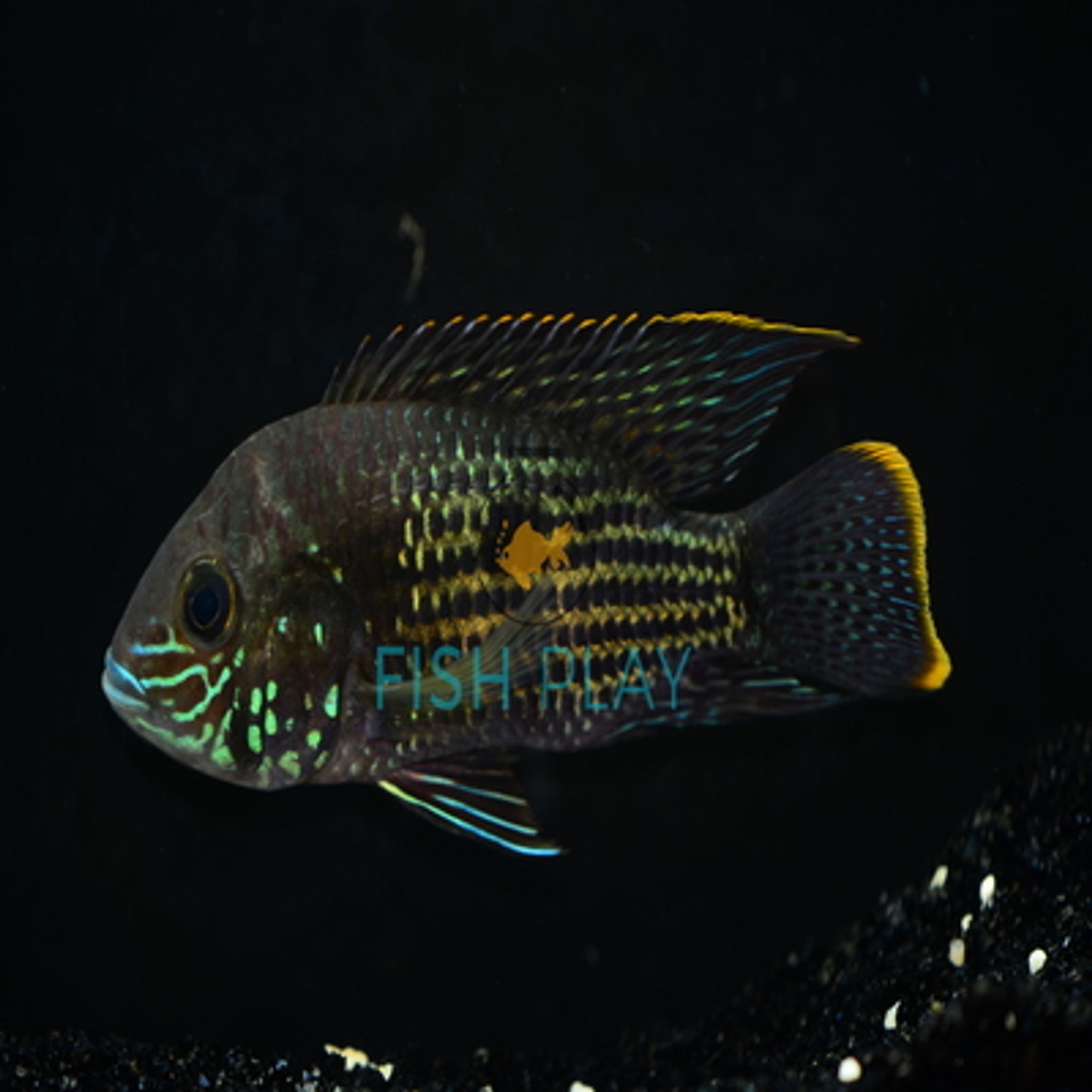 Gold Sum Cichlid