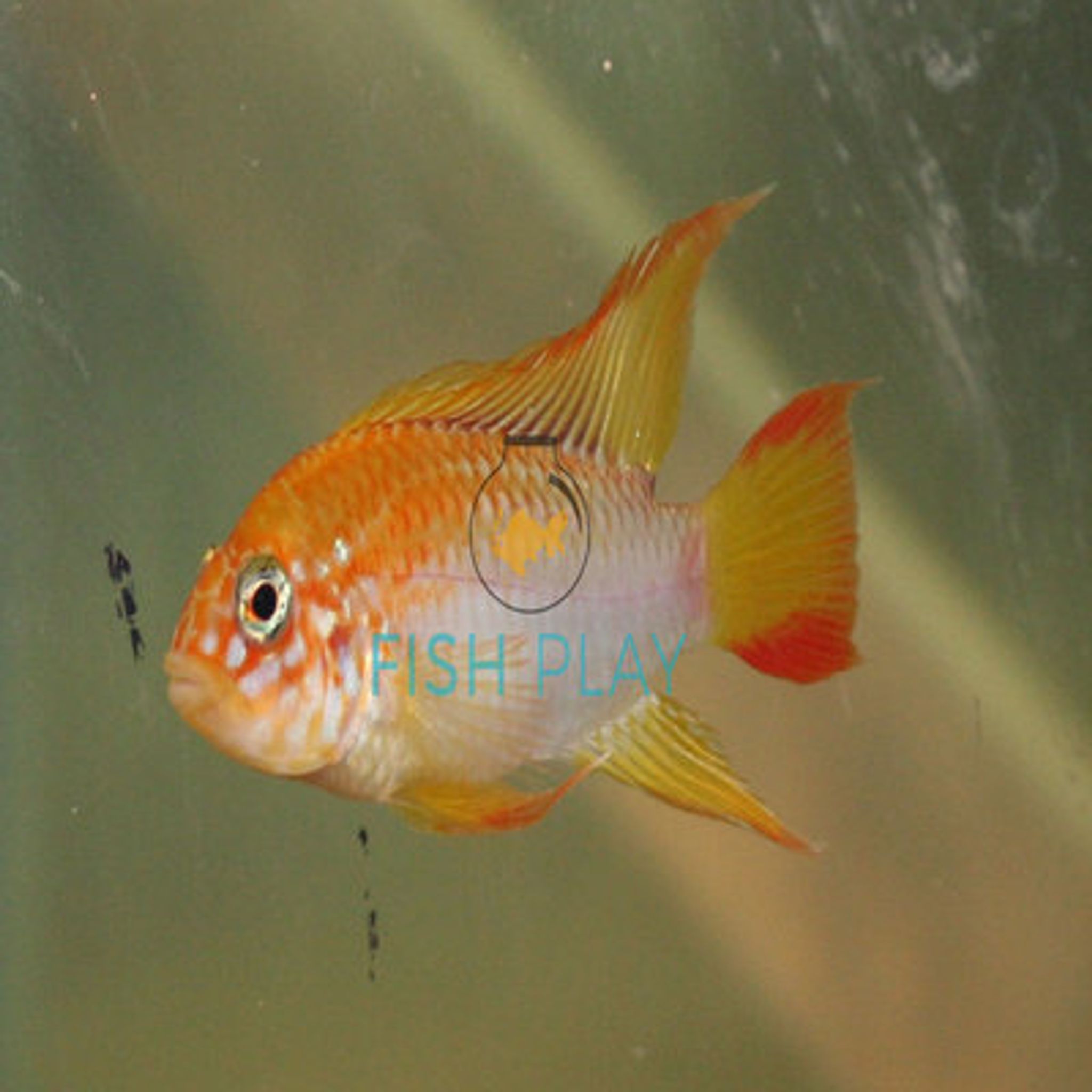 Gold Viejita (2pcs)