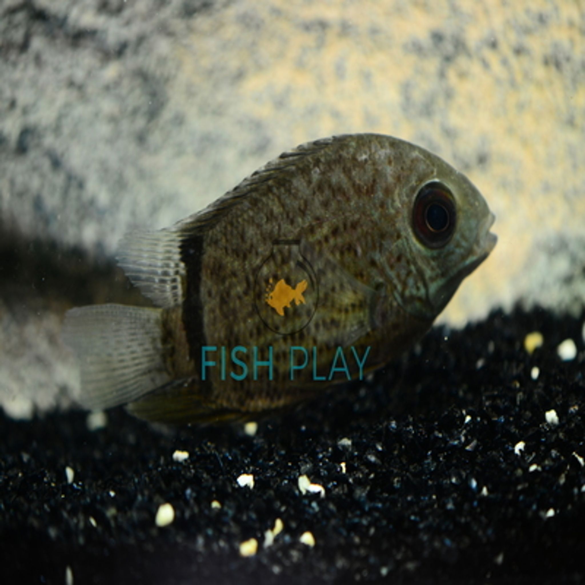 green Severum (5pcs)