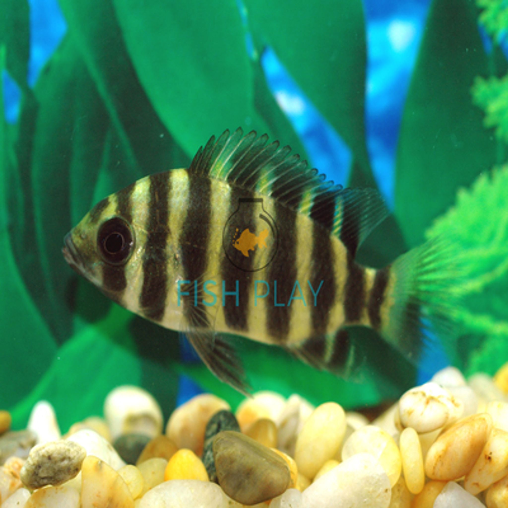 Honet Tilapia